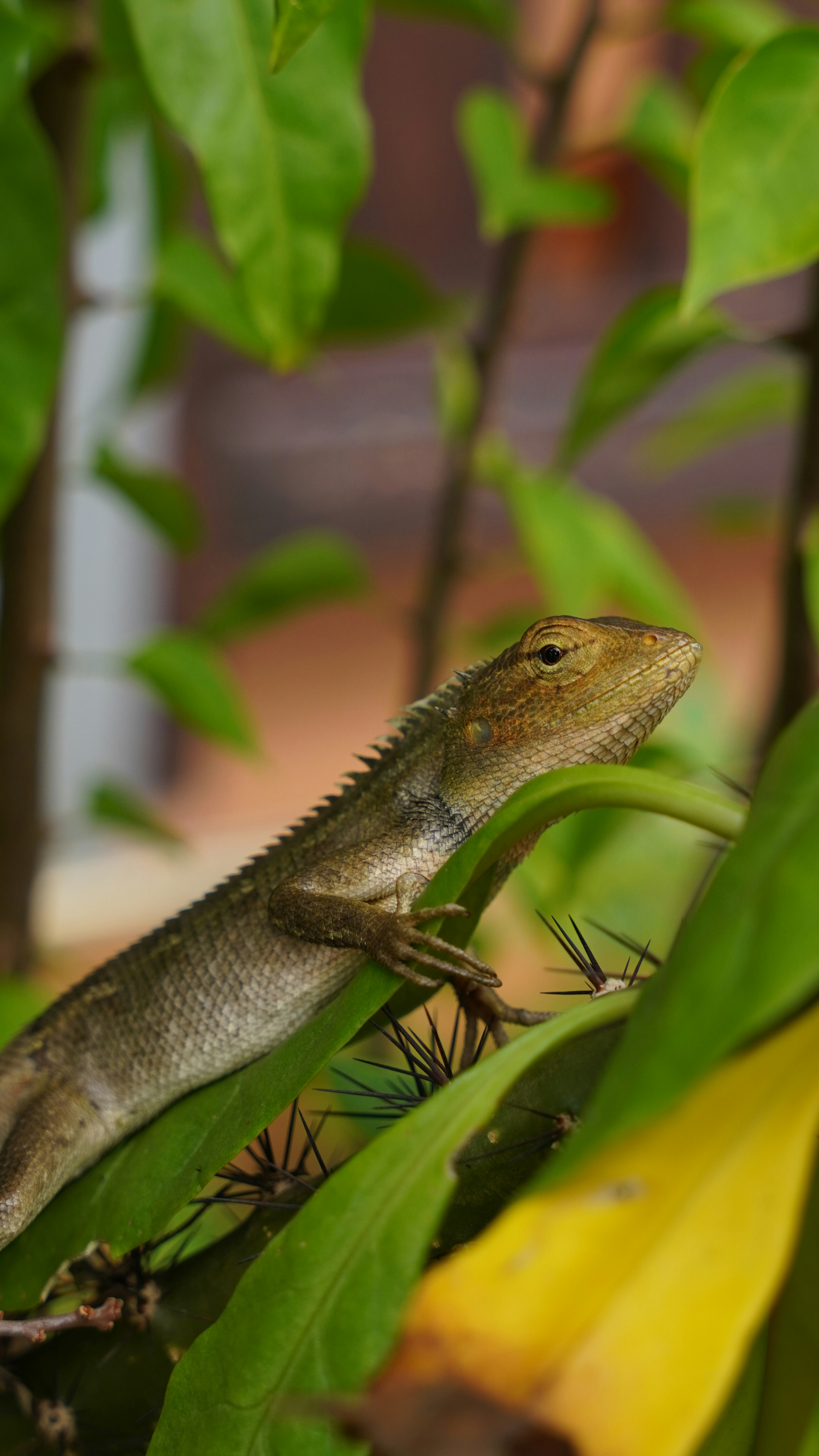 A lizard rests on green leaves among thorns.