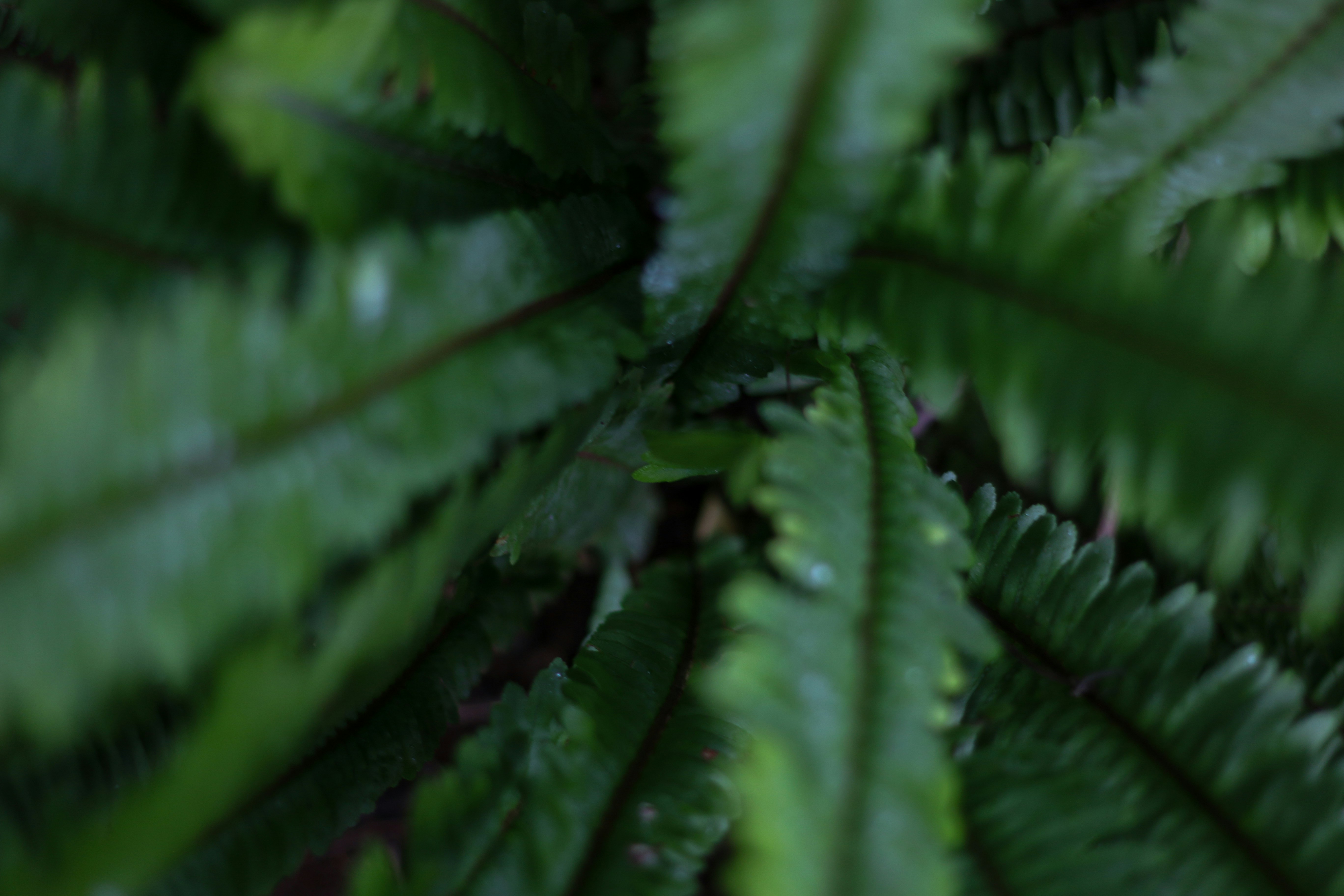 Vista cercana de frondas verdes de helecho