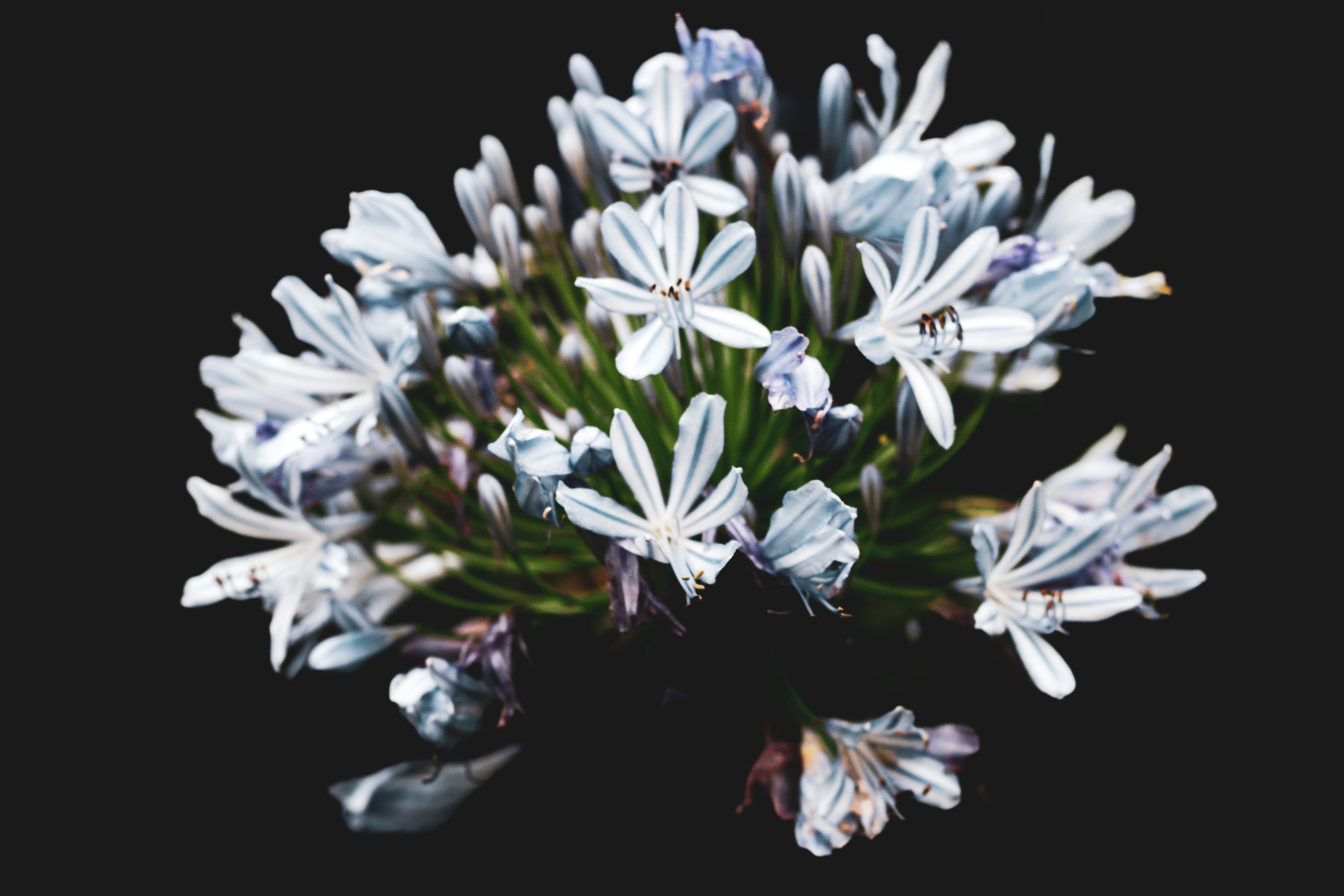Um cacho de flores azul claro e brancas contra preto.