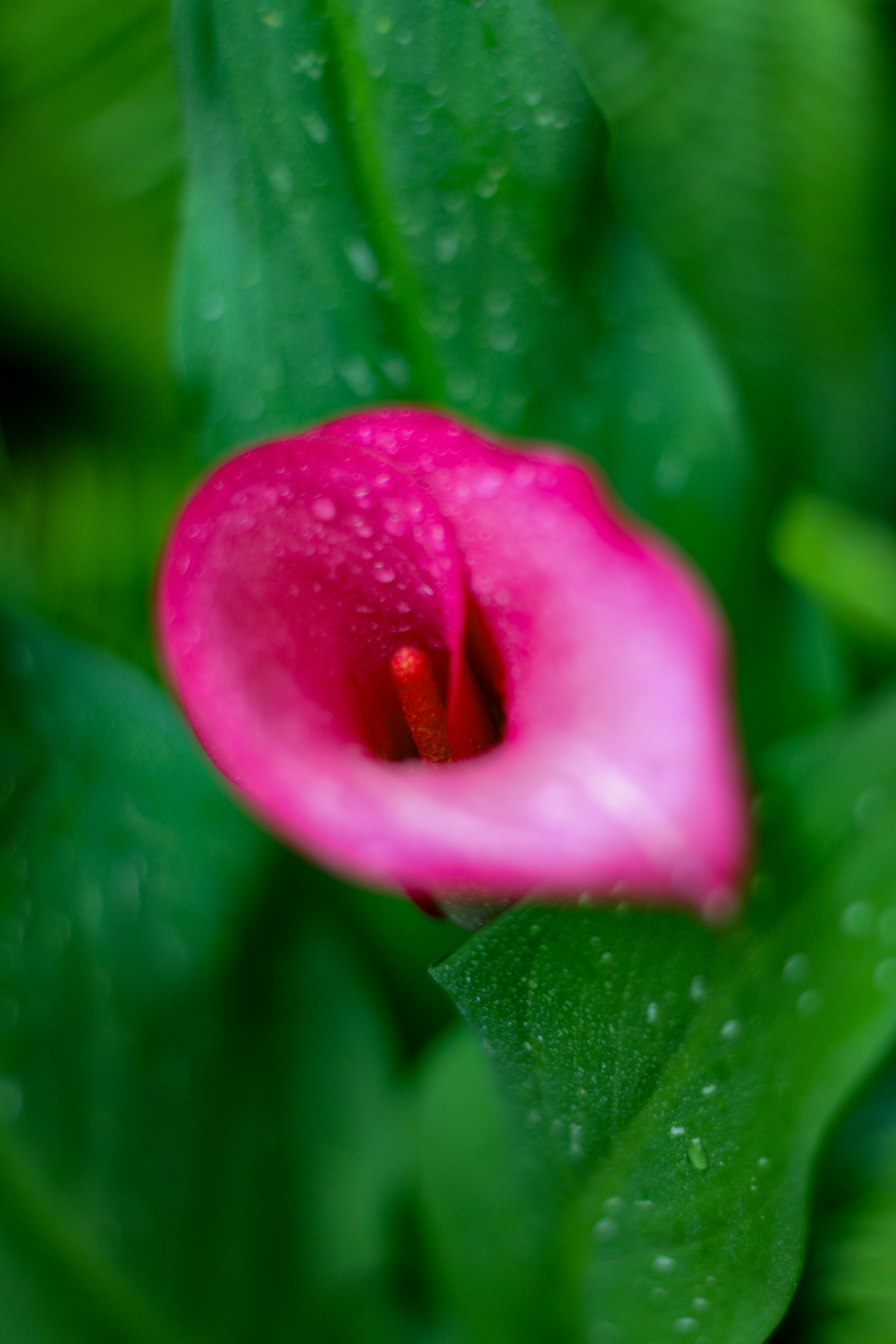 Un vibrante lirio de cala rosa con gotas de agua.