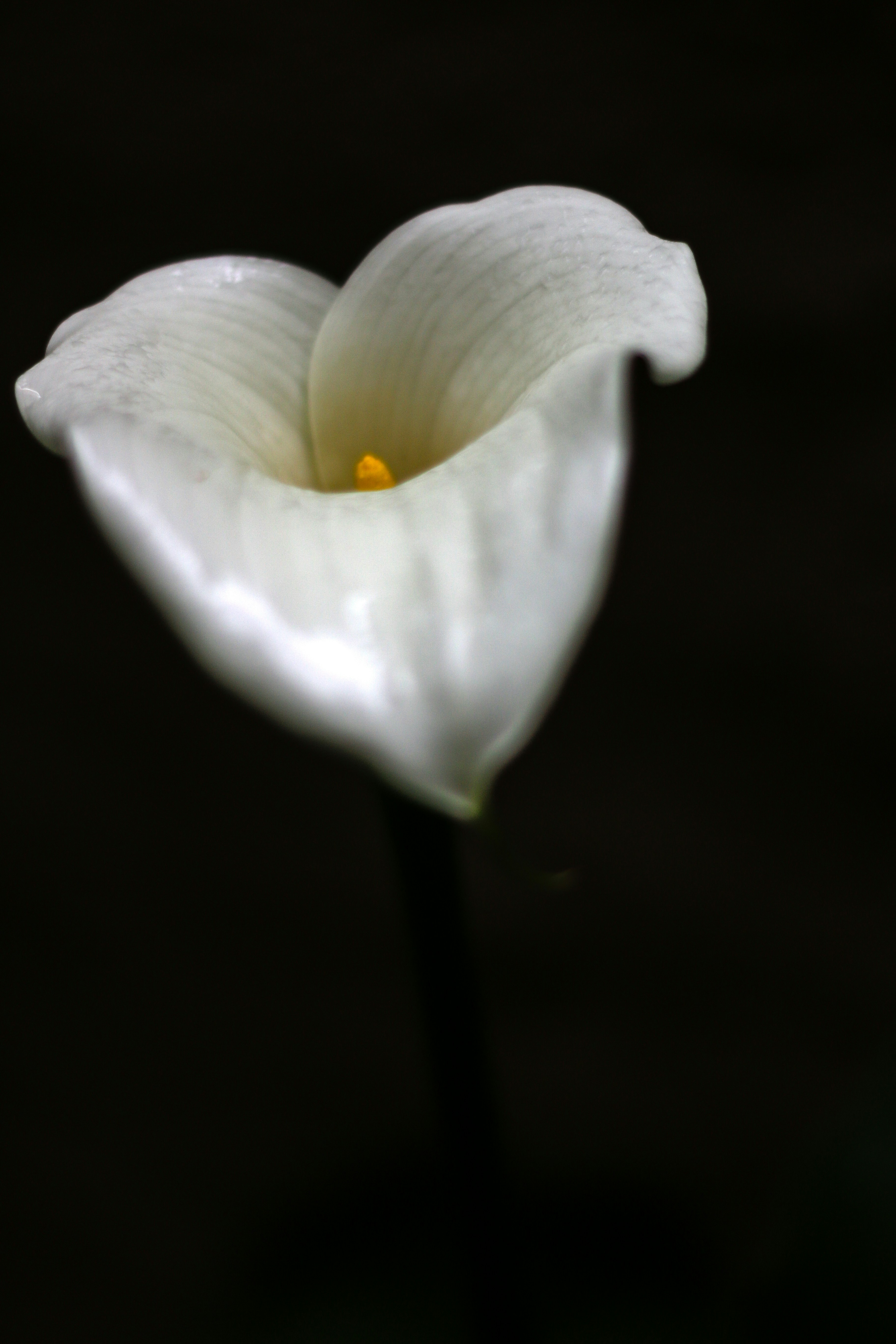 Una sola cala blanca sobre fondo oscuro.