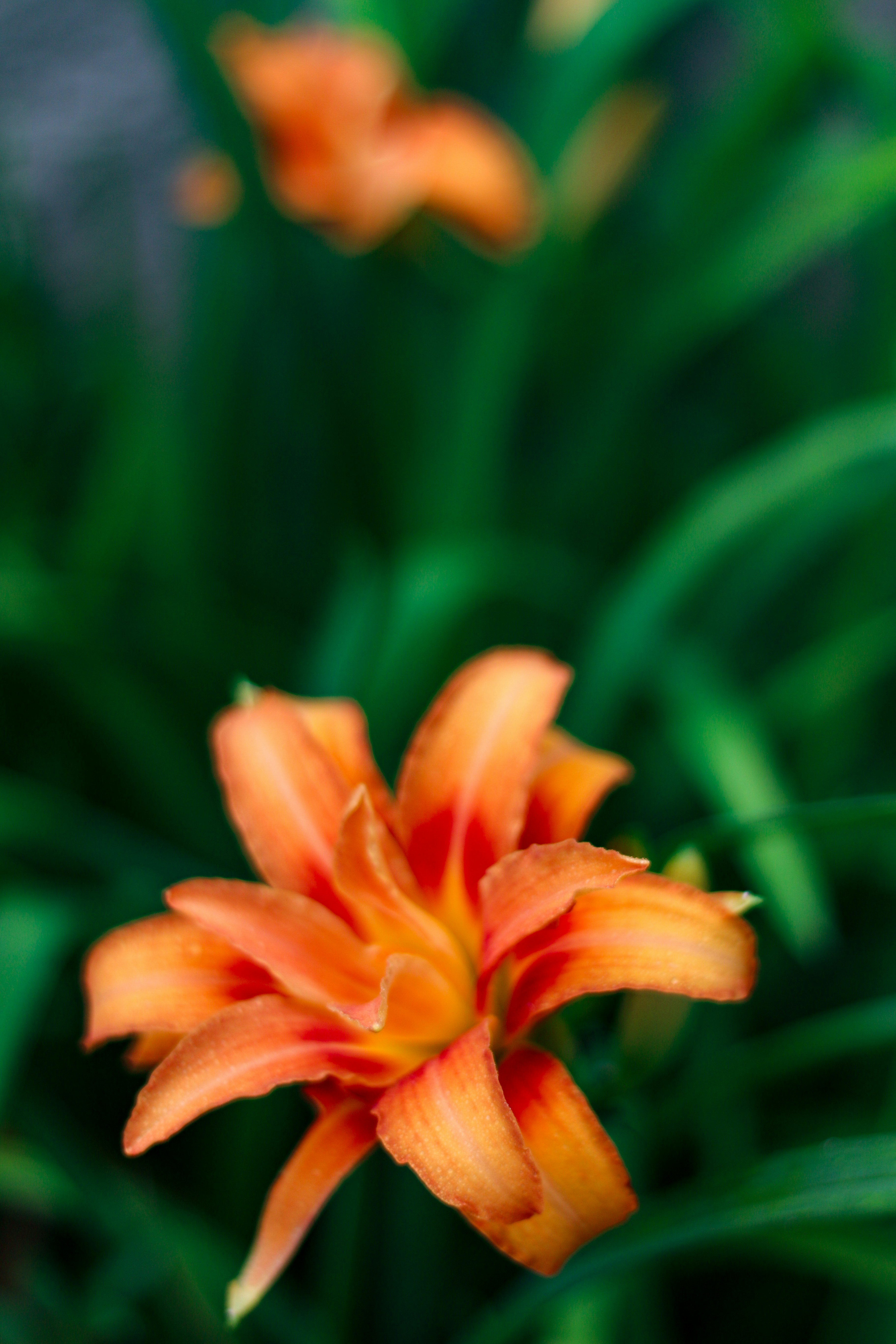 Una flor de lirio naranja con follaje verde de fondo