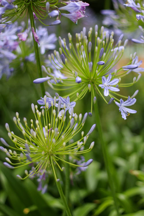 durban flowers - blue agapanthus