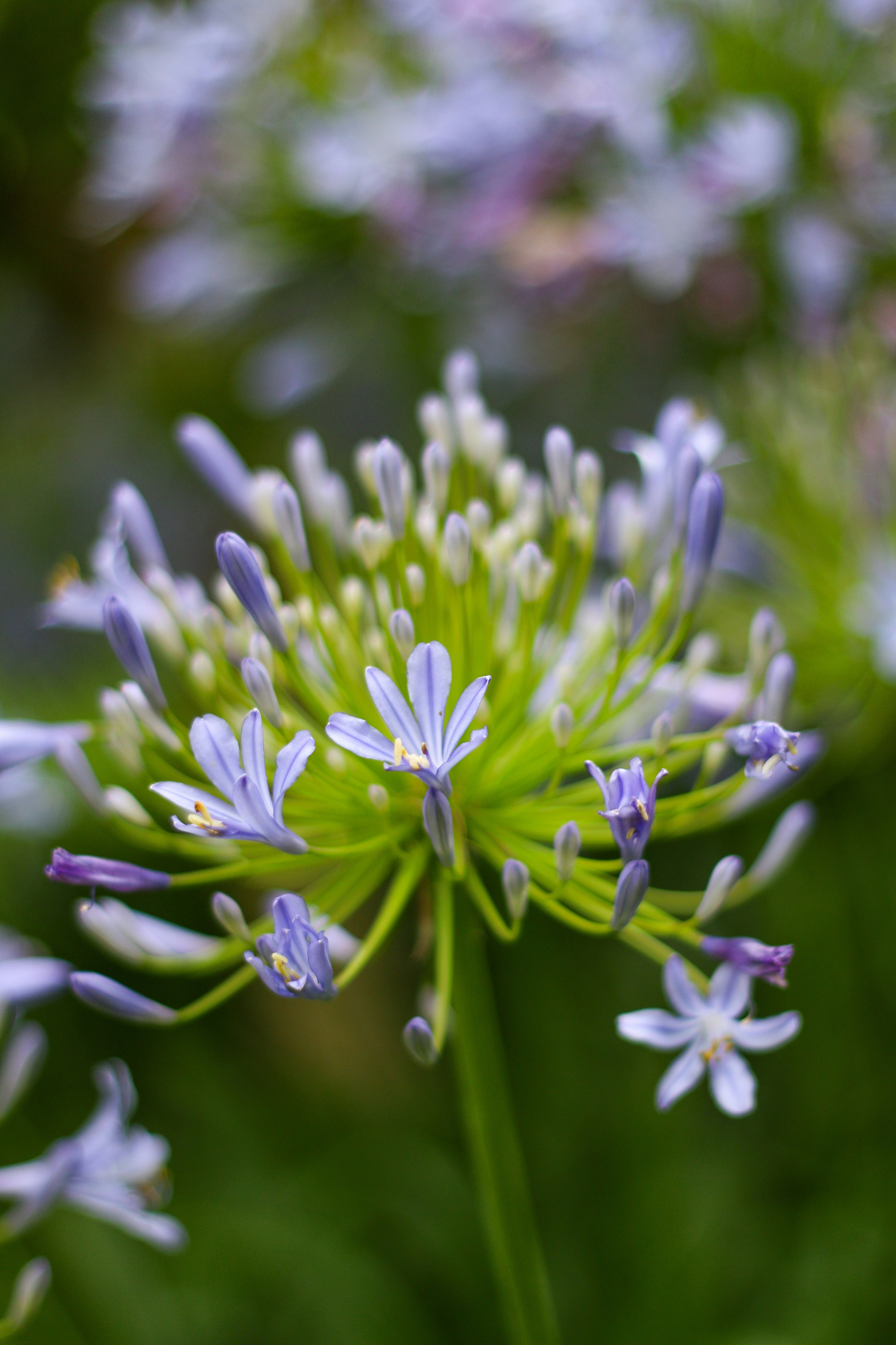 Florece un delicado racimo de flores de color púrpura claro.