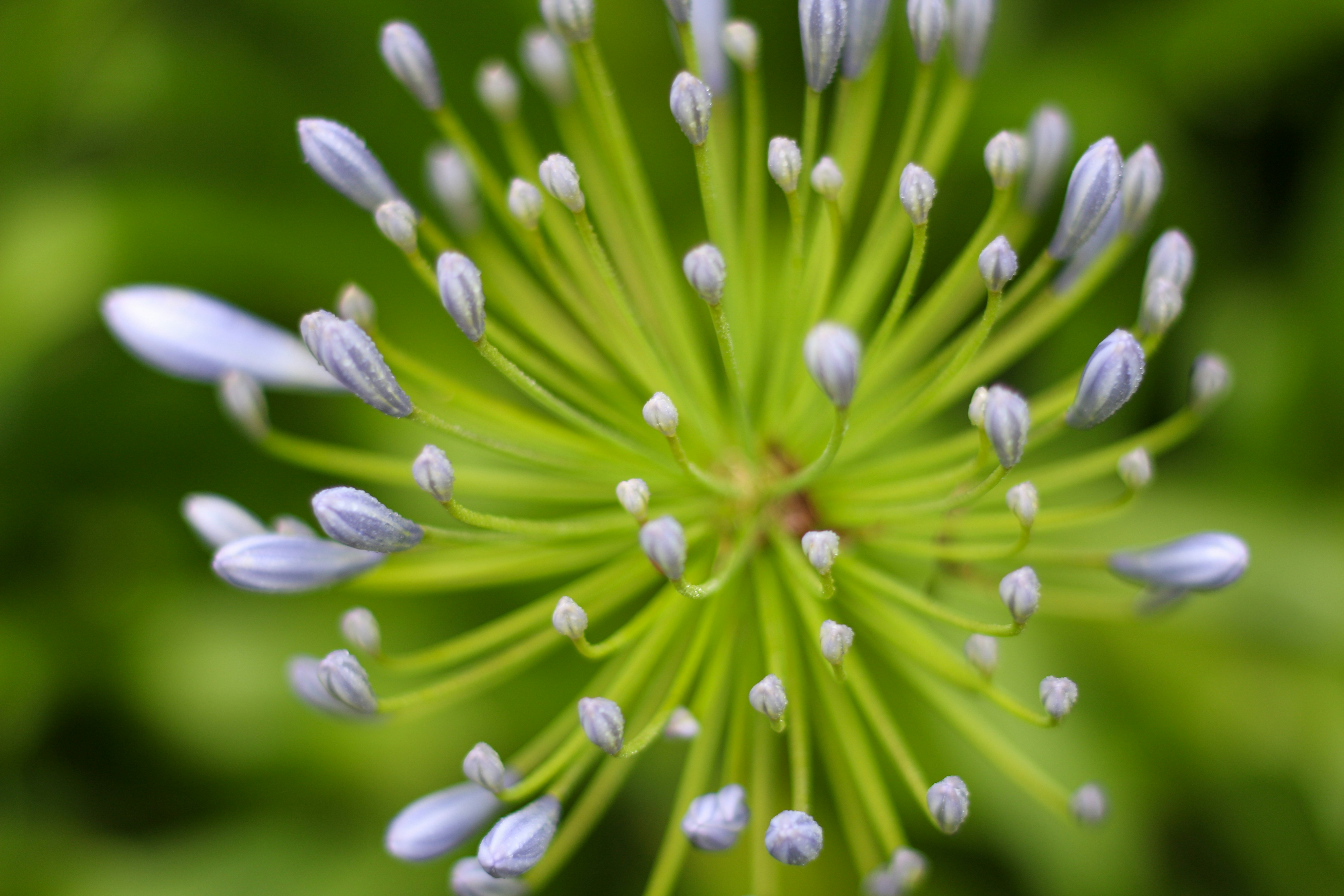 Primer plano de un racimo de capullo floral de color púrpura claro.