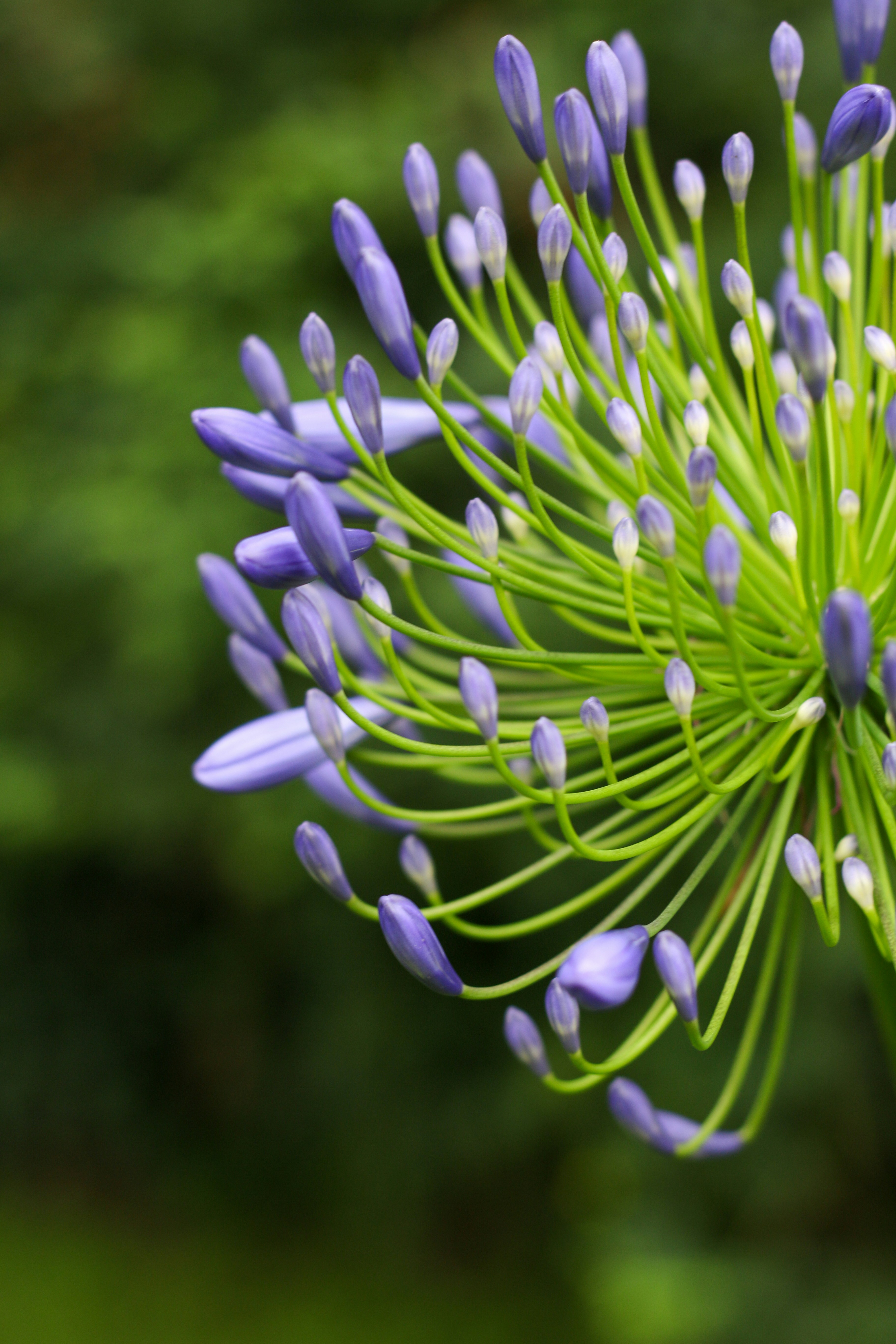 Capullos florales morados sobre tallos verdes sobre fondo borroso