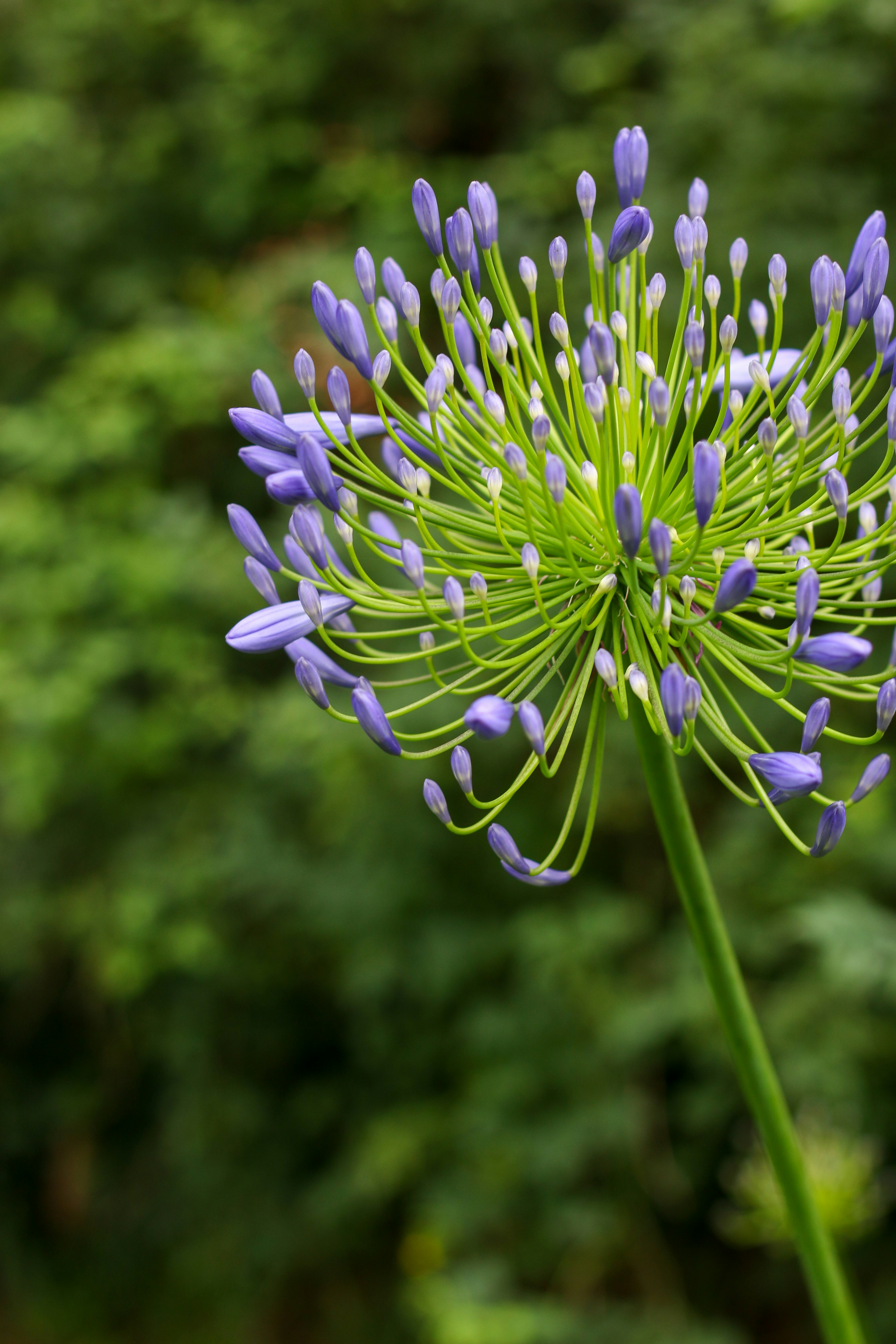 Un racimo de brotes de agapanto púrpura sobre un tallo verde