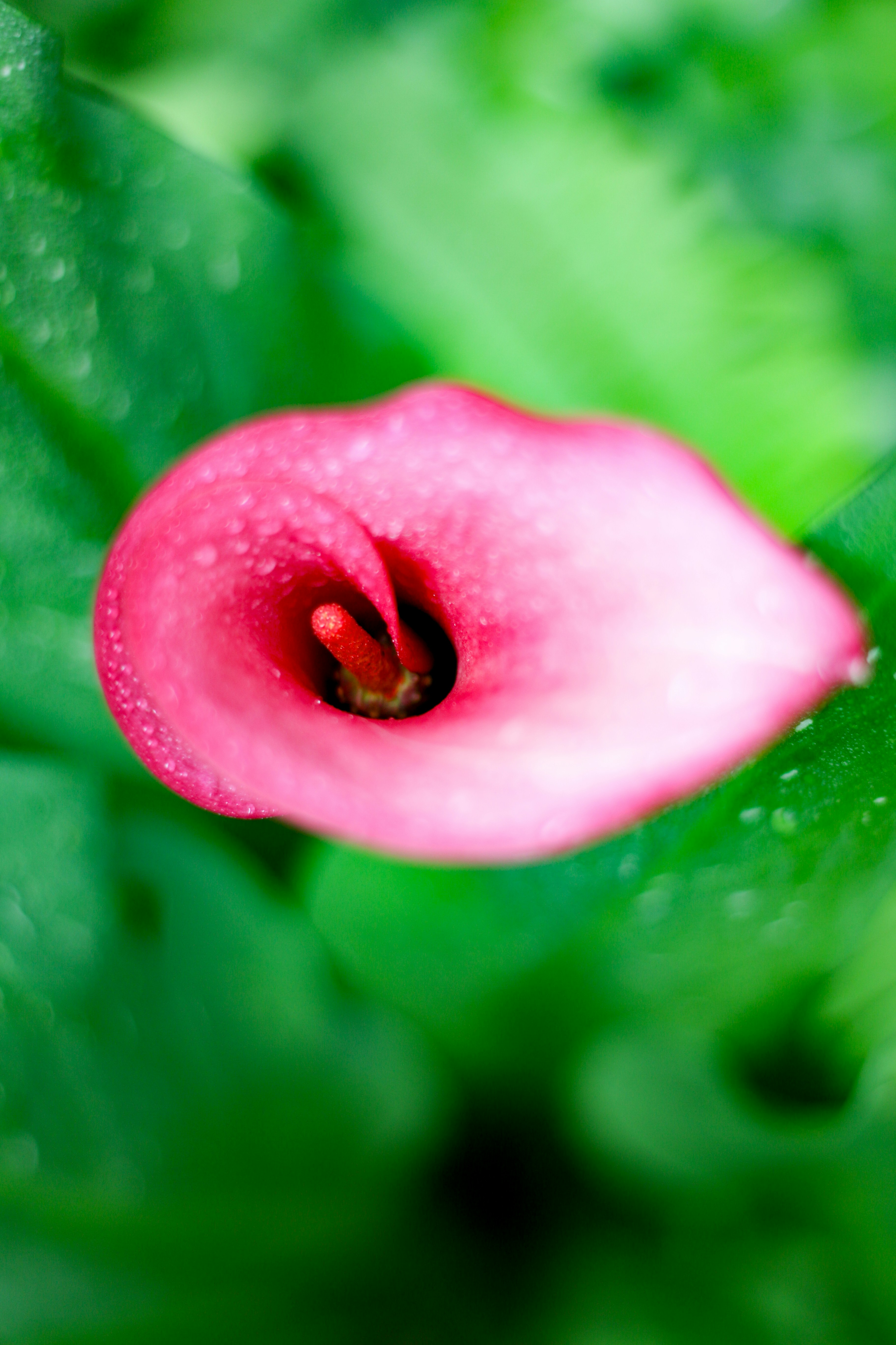 Eine leuchtend rosa Calla-Lilie mit Wassertropfen.