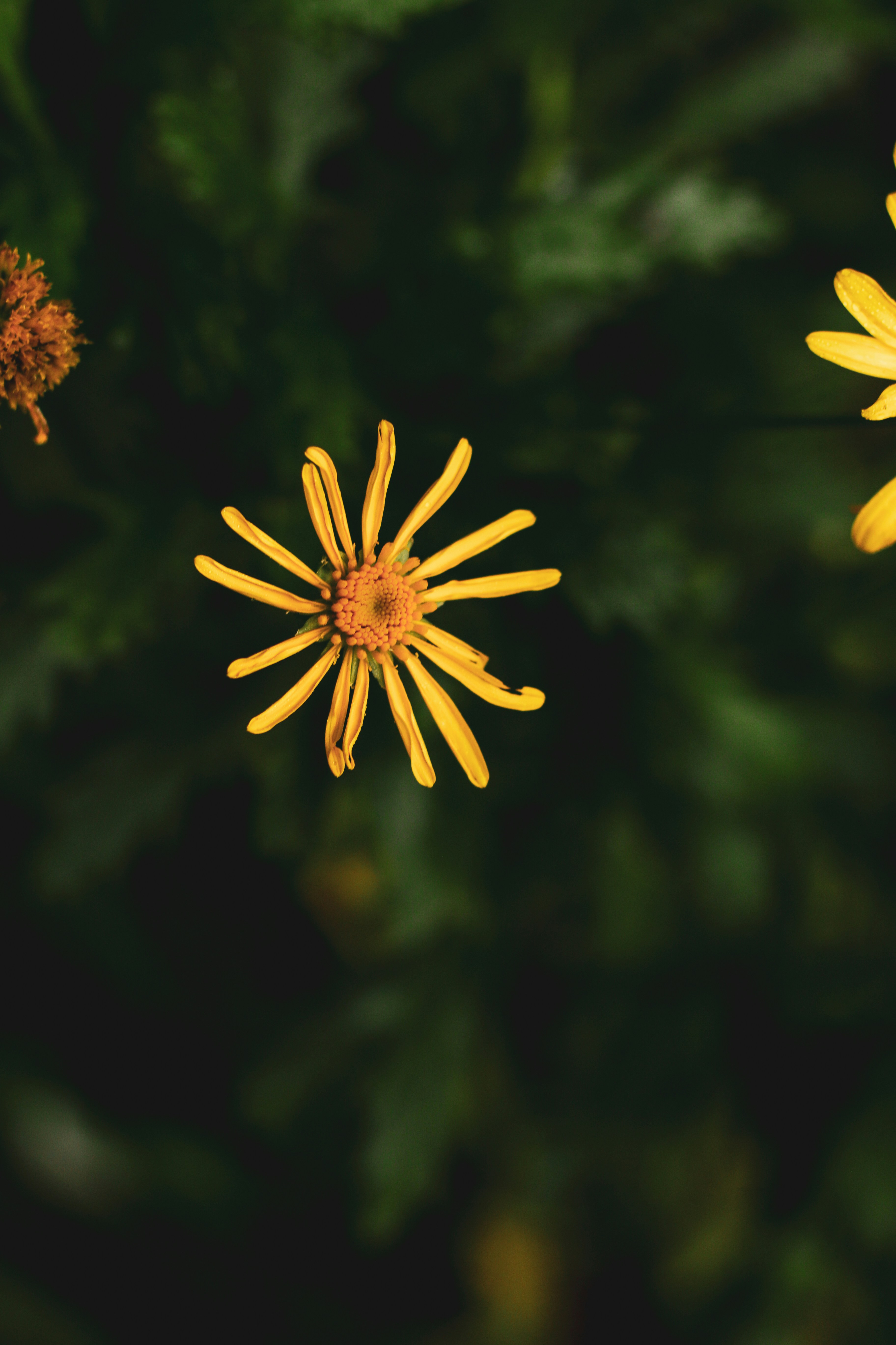 Una margarita amarilla con fondo de follaje verde