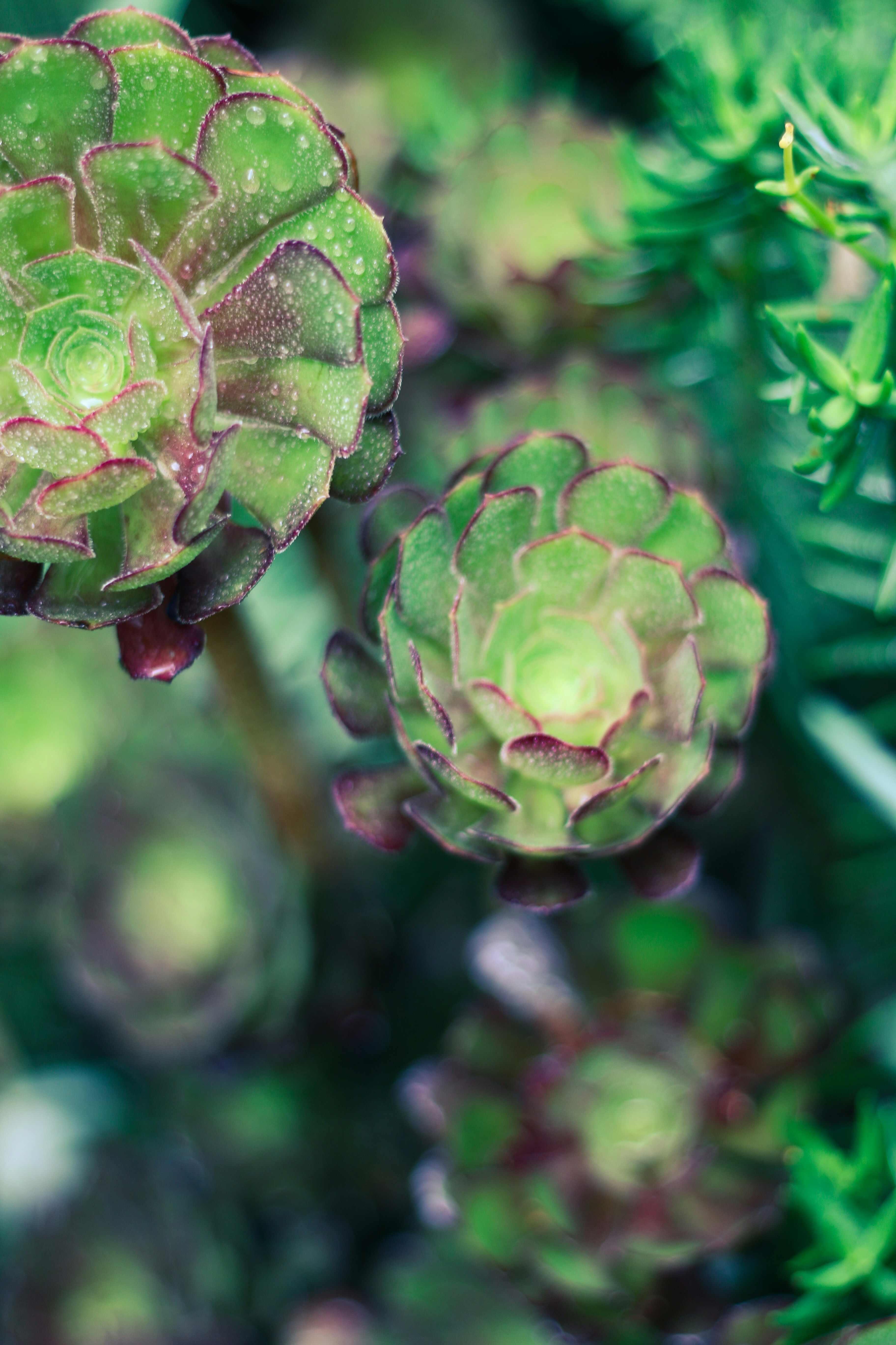 Primer plano de una planta suculenta verde con bordes morados.