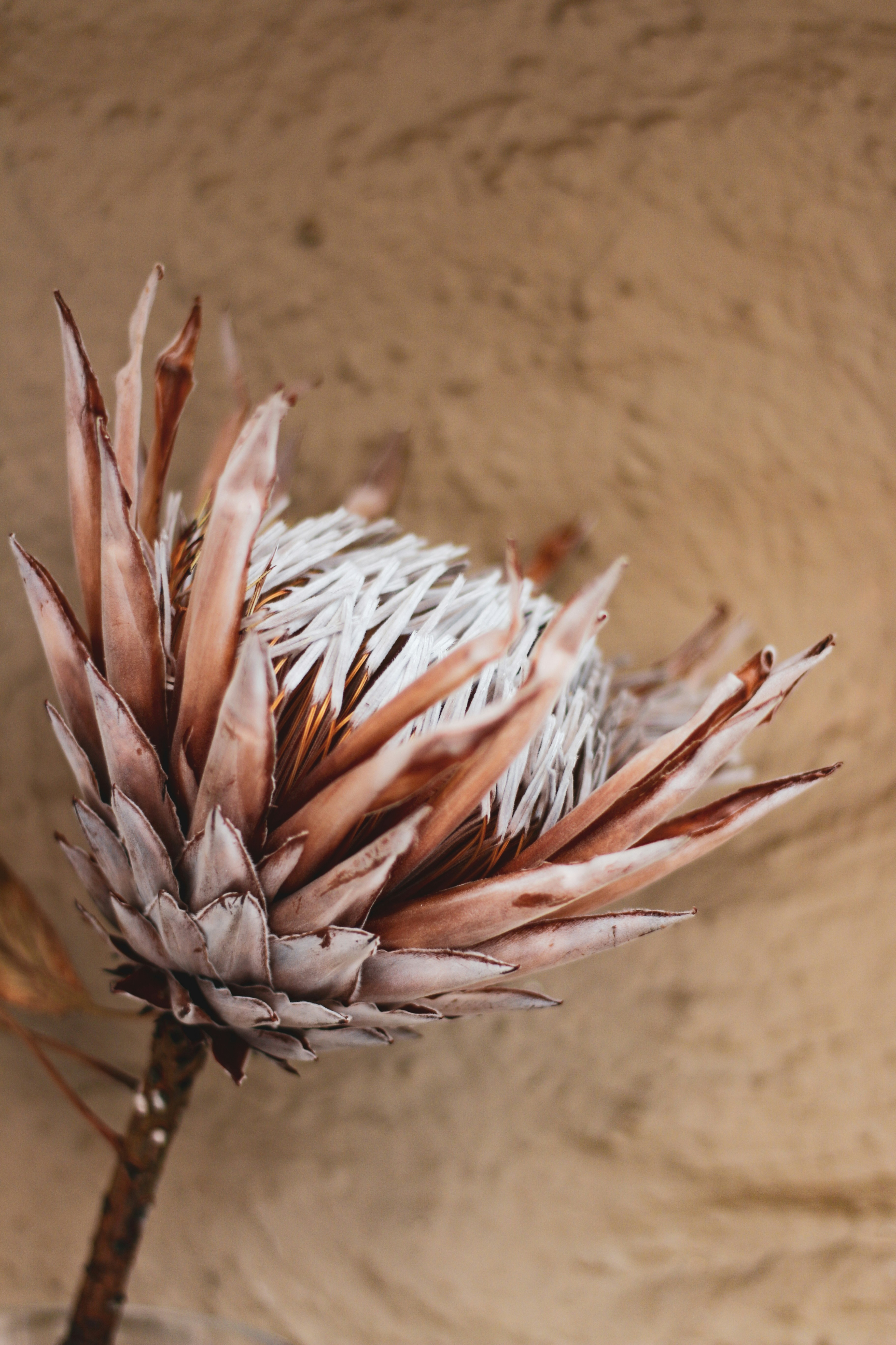 Una flor protea seca sobre un fondo texturizado