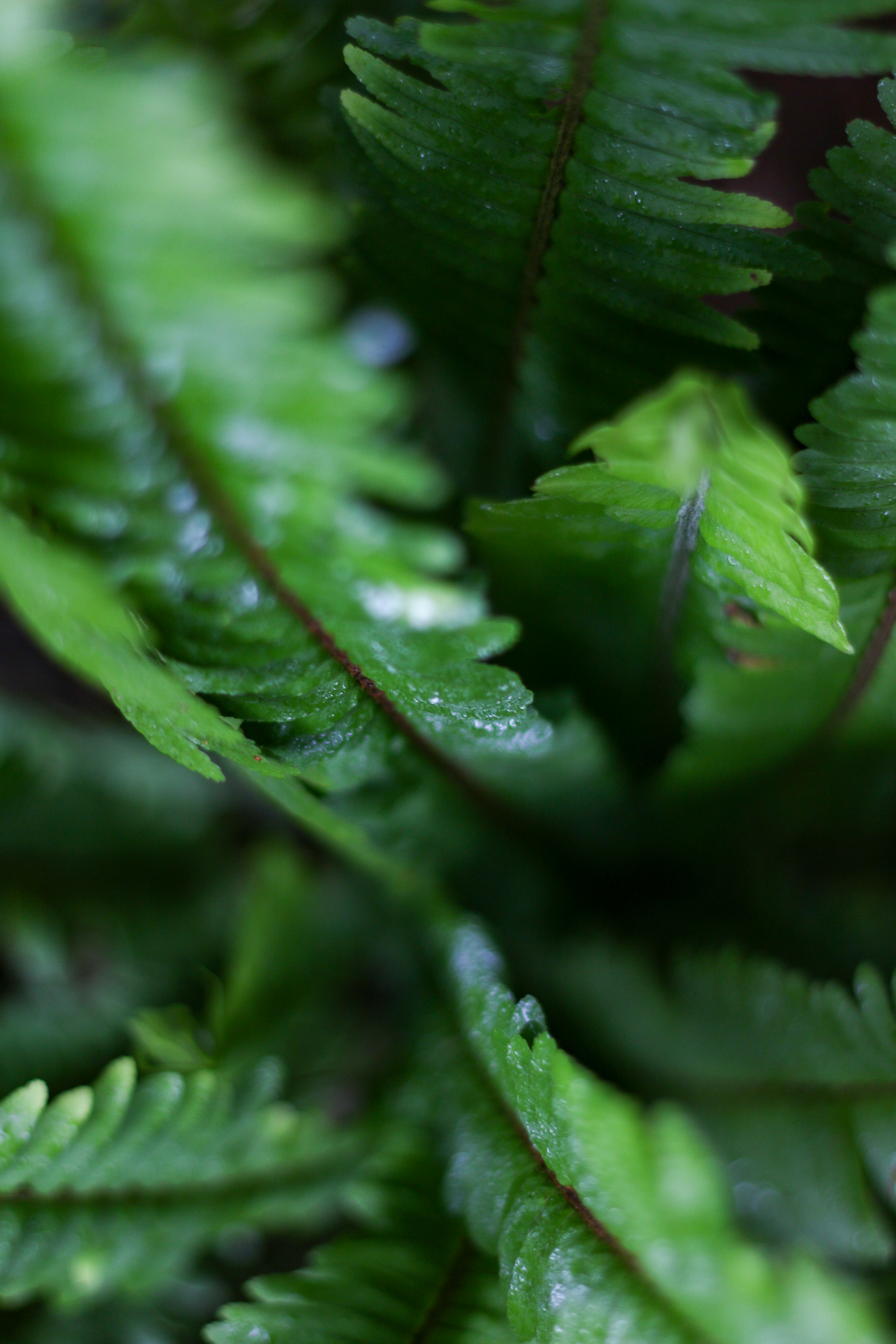 Primer plano de hojas de helecho verde vibrante con gotas de agua