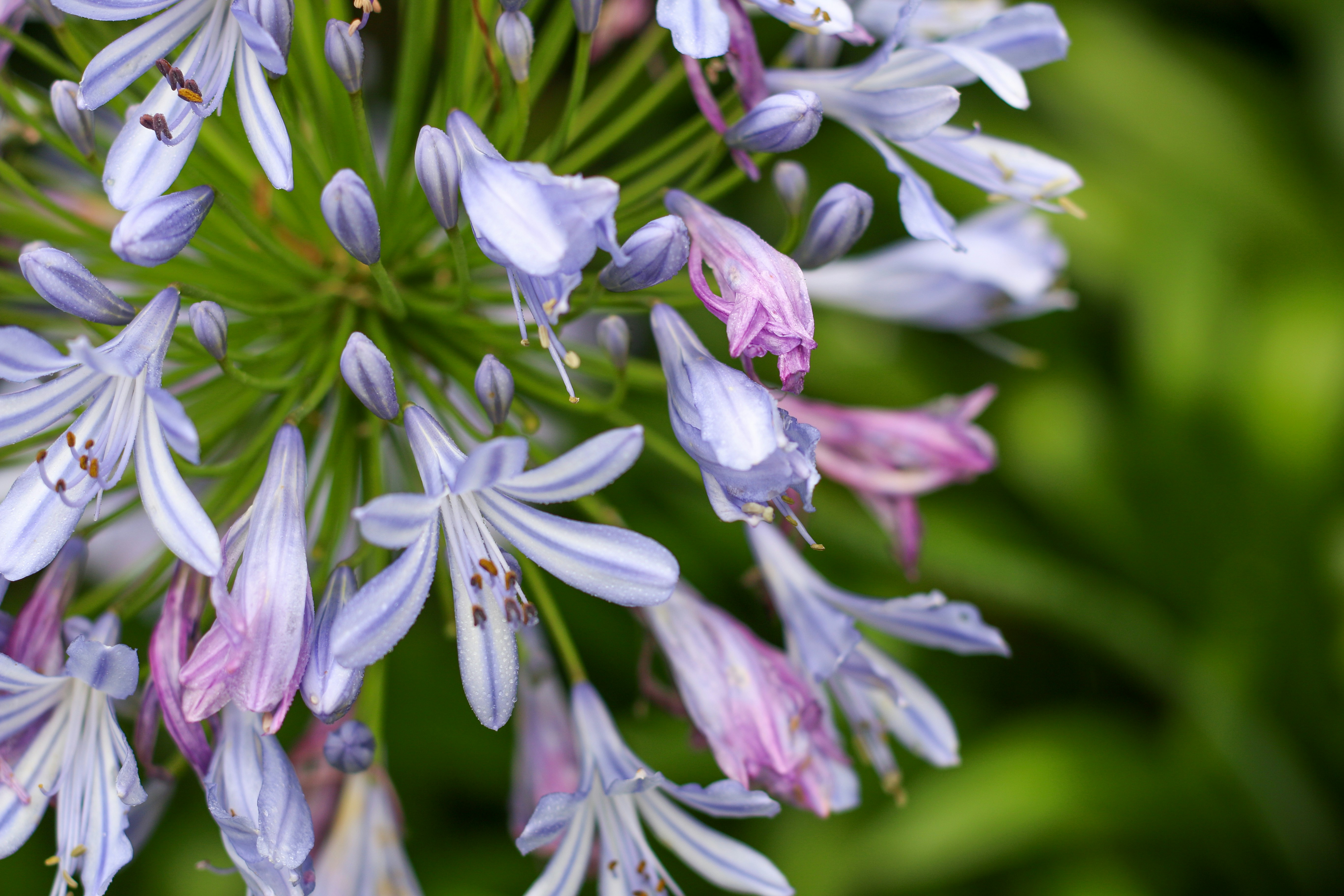 Primer plano de flores de agapanto de color púrpura claro con follaje verde.