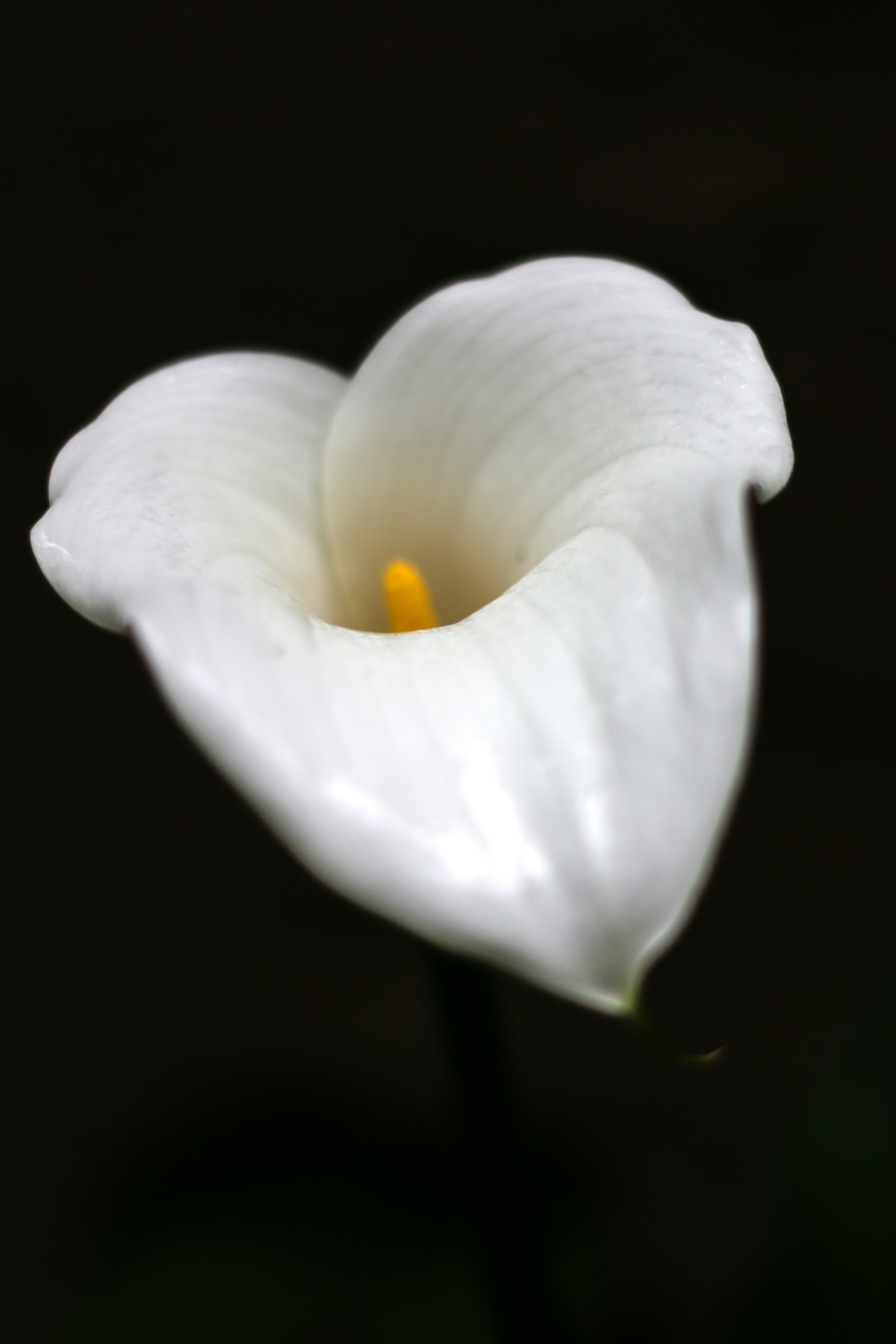 Una sola cala blanca con un estambre amarillo.