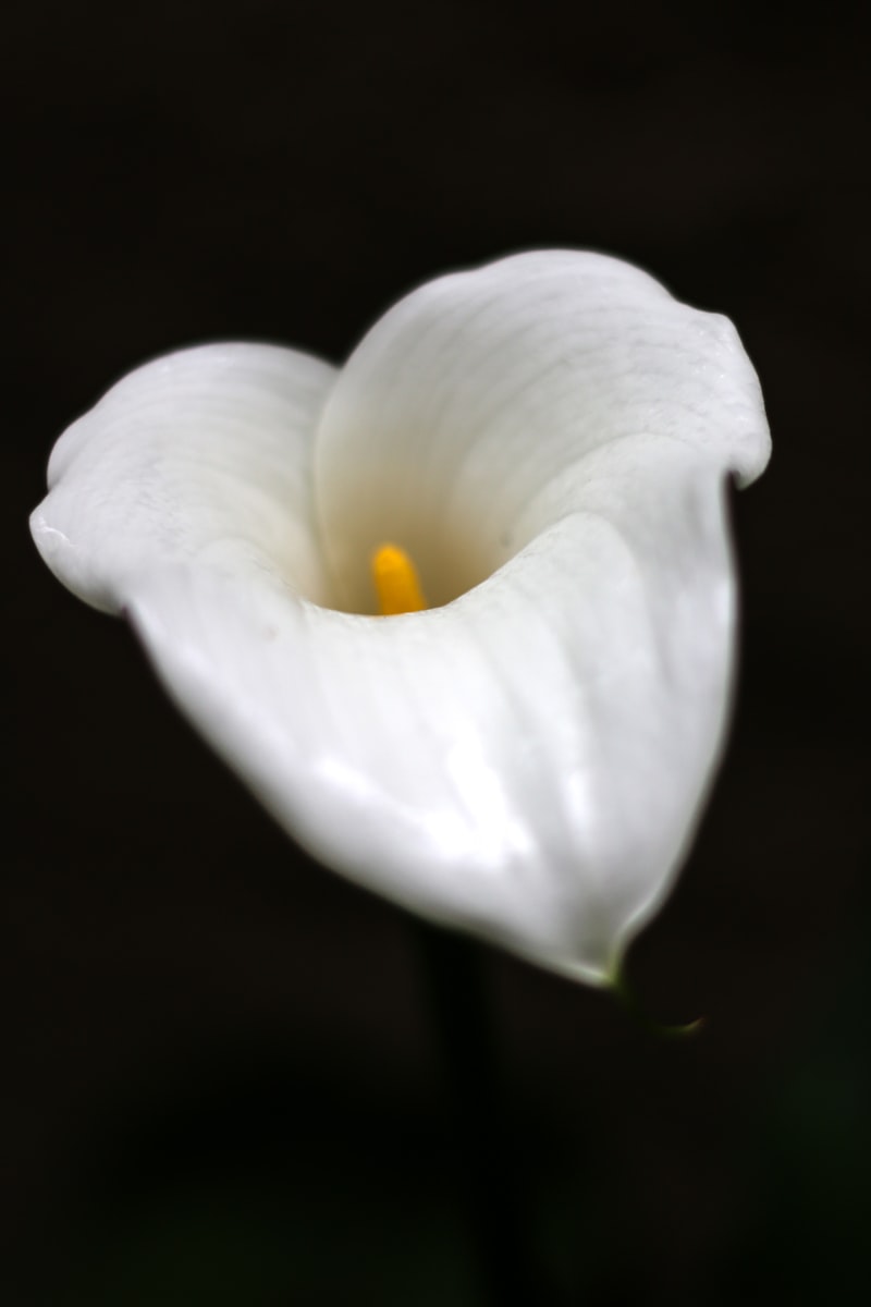 Elegant single white calla lily, a traditional sympathy flower