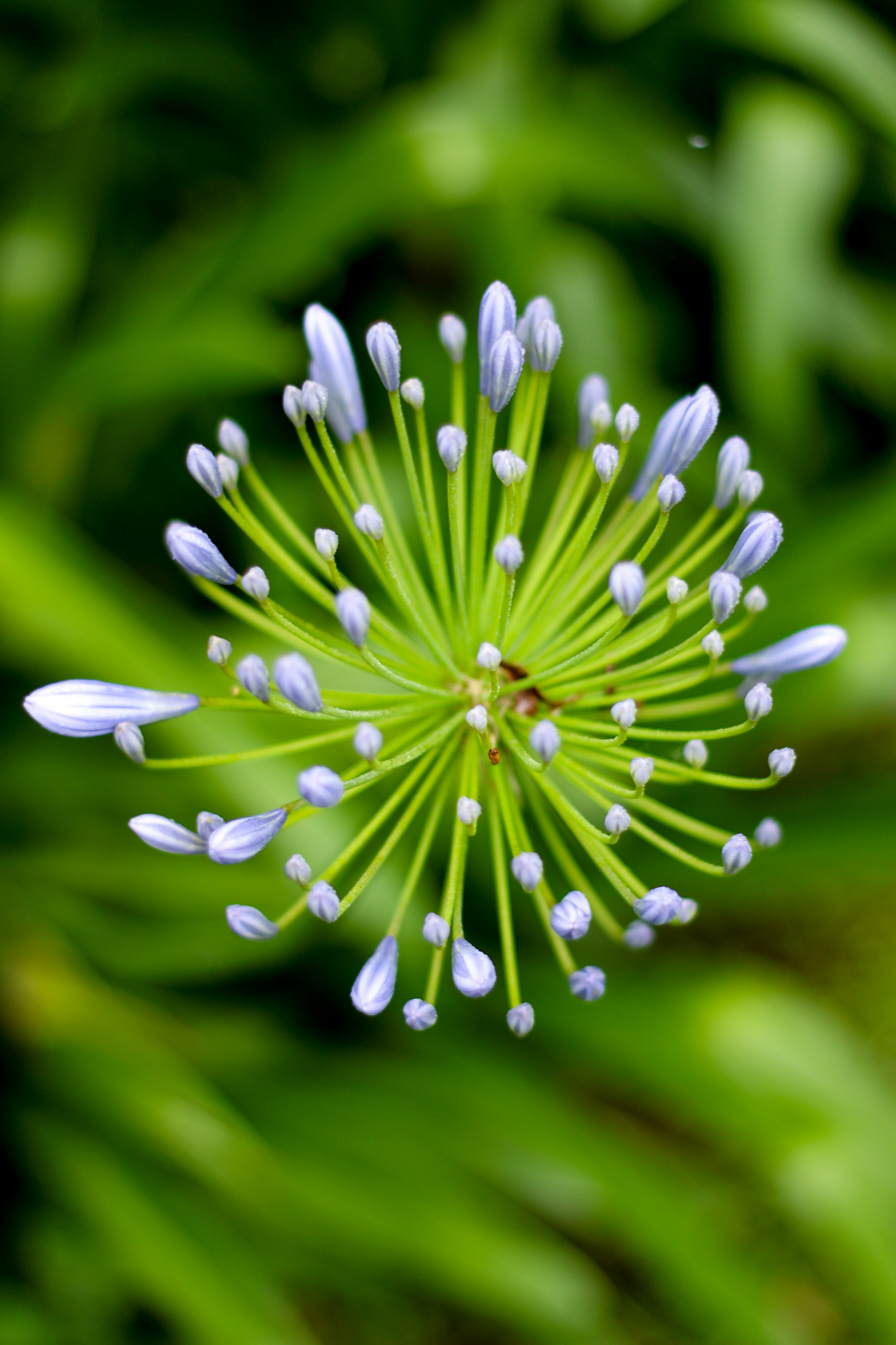 Un primer plano de un racimo de capullo floral de color lila claro.