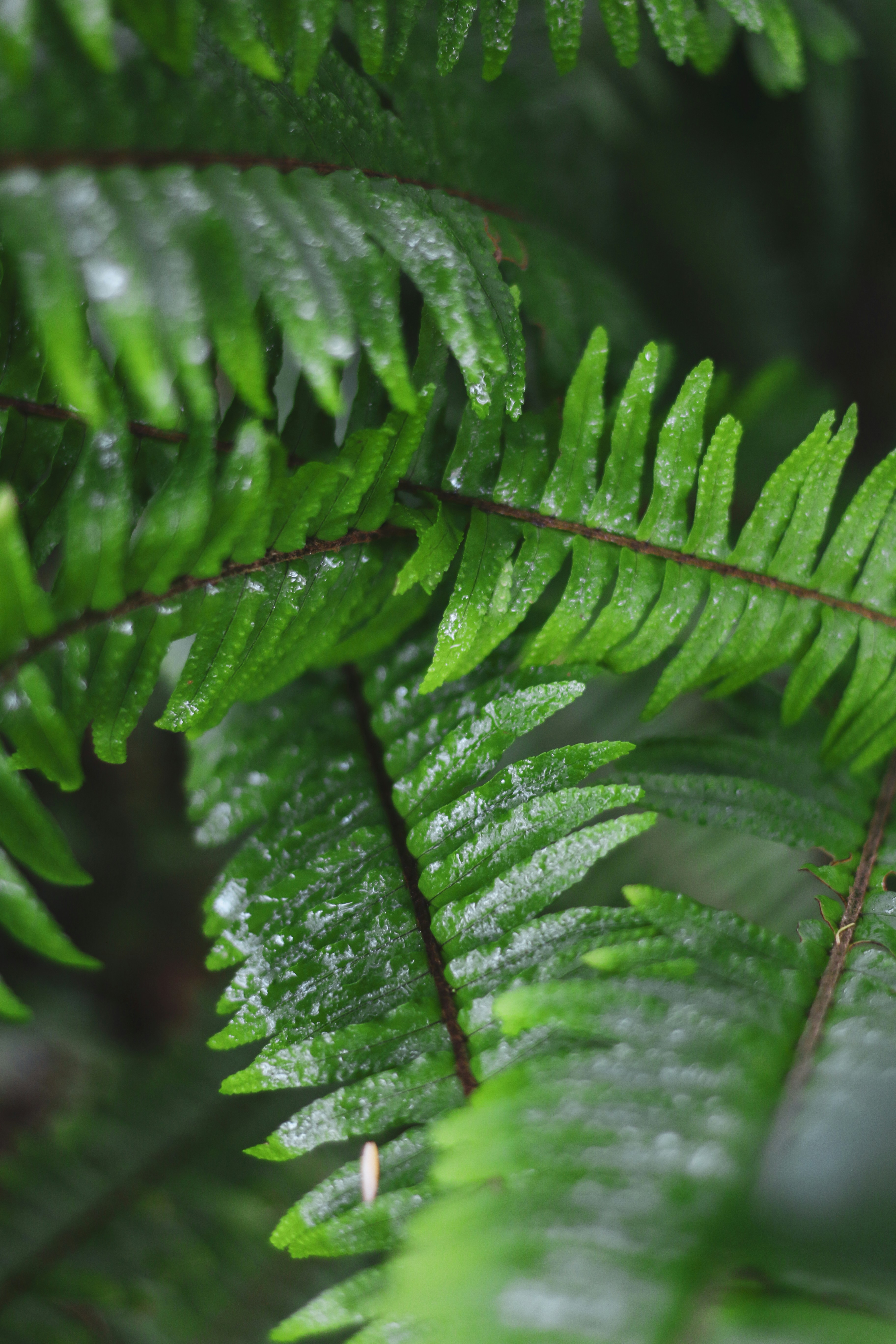 Primer plano de hojas de helecho verde y húmedas después de la lluvia.
