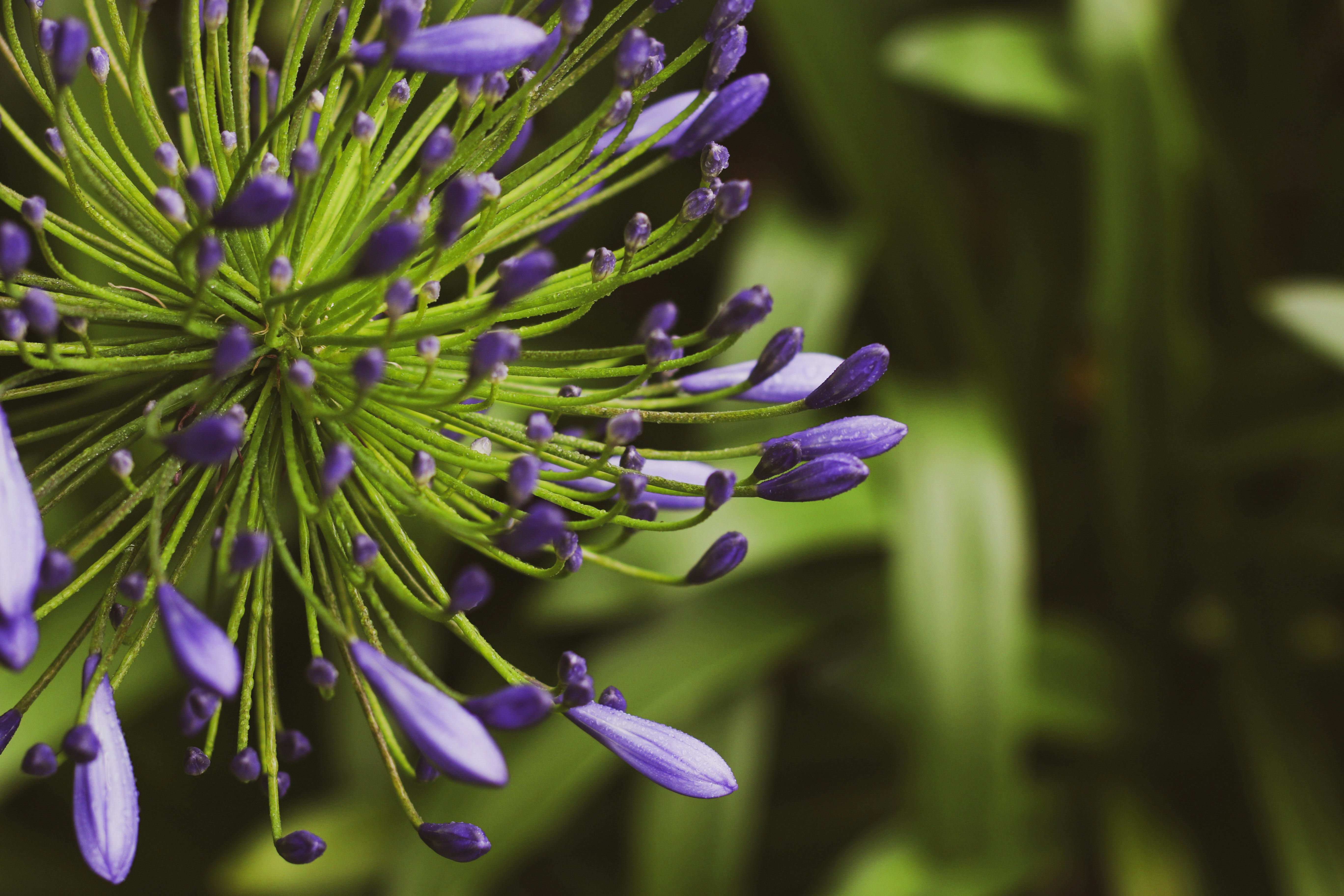 Capullos florales morados sobre tallos verdes con follaje difuminado