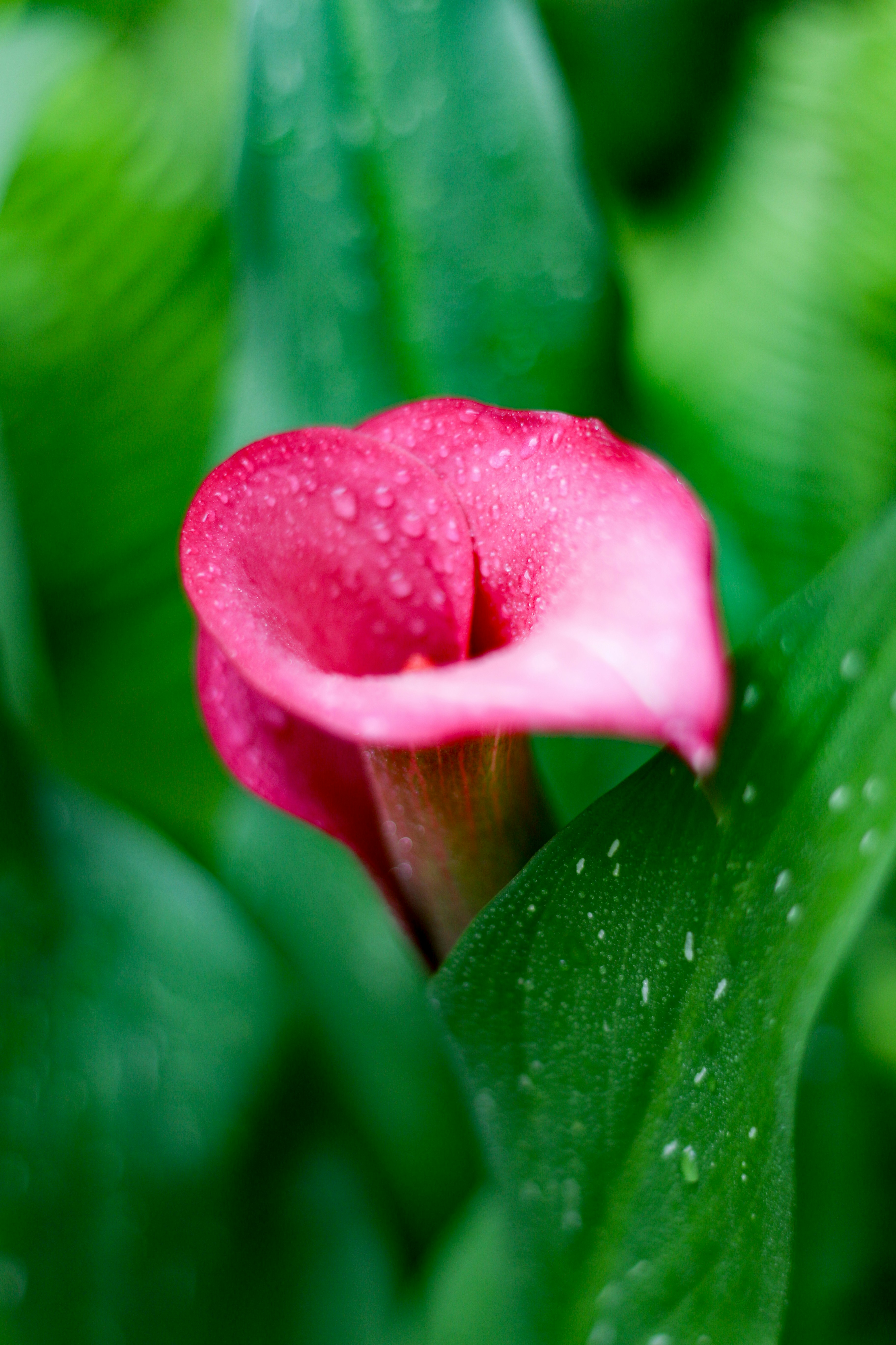 Eine rosa Calla-Lilie mit Wassertropfen auf Blütenblättern.
