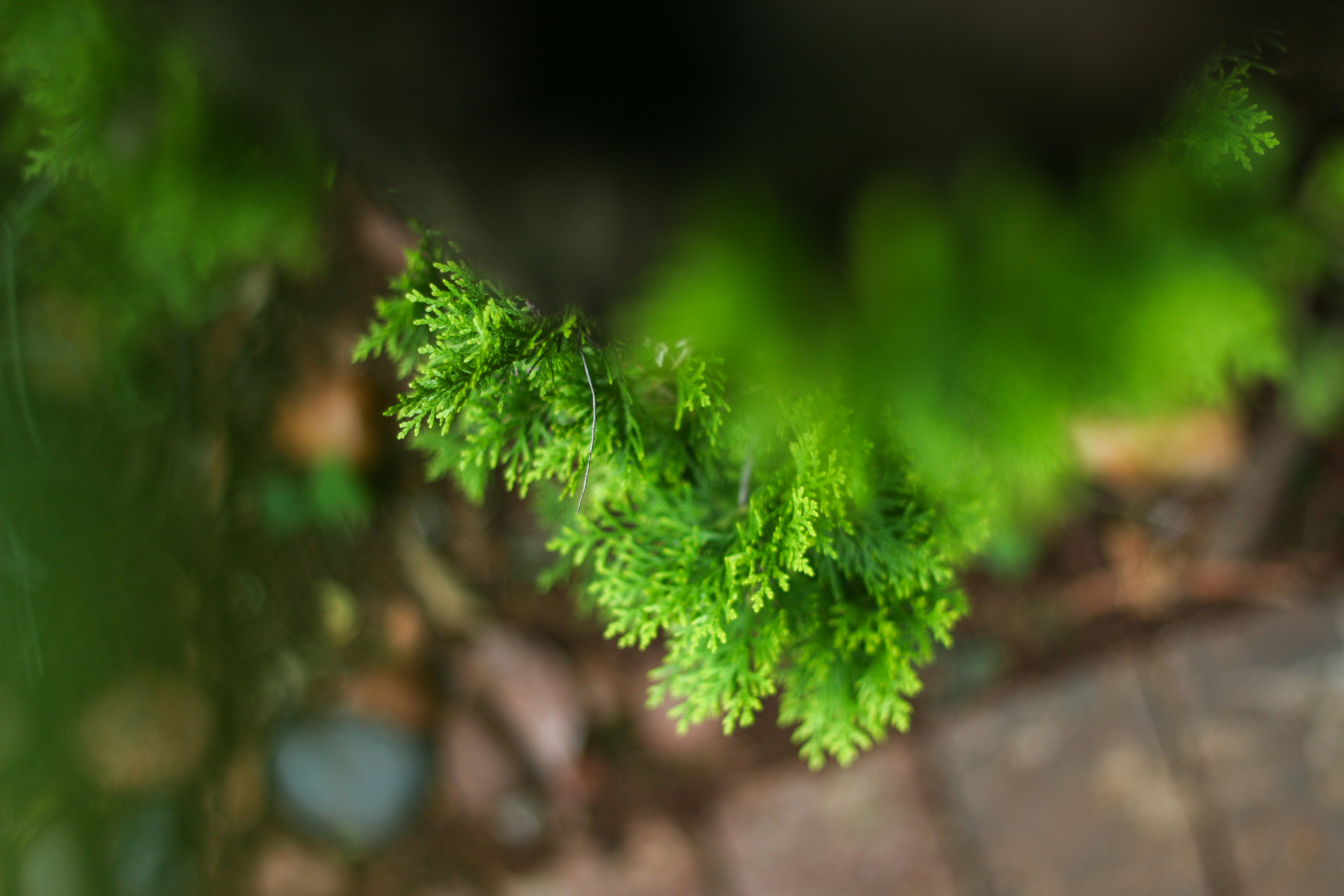 Primer plano de vibrantes frondas verdes de helecho en enfoque suave