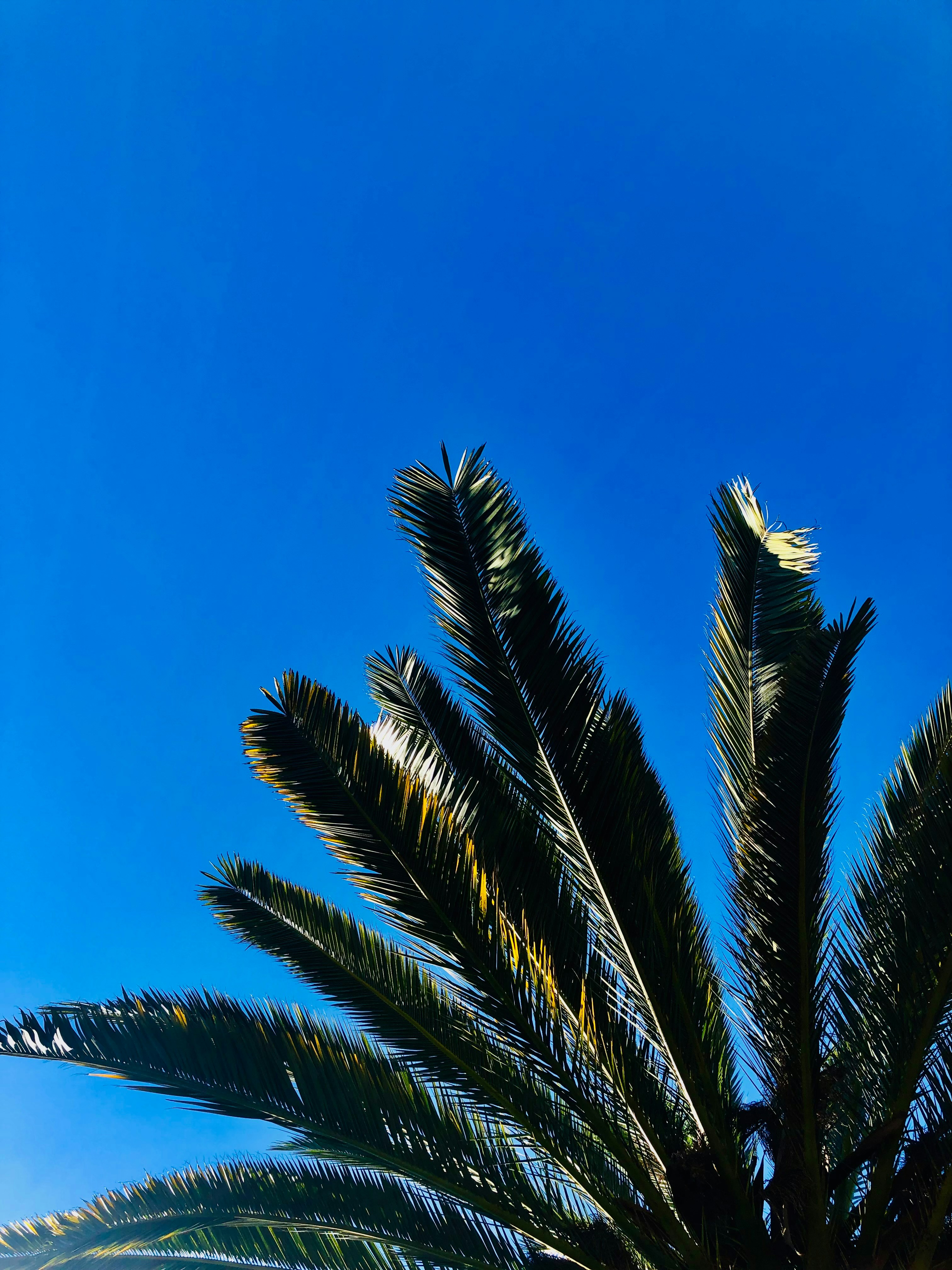 Palm fronds against a clear blue sky