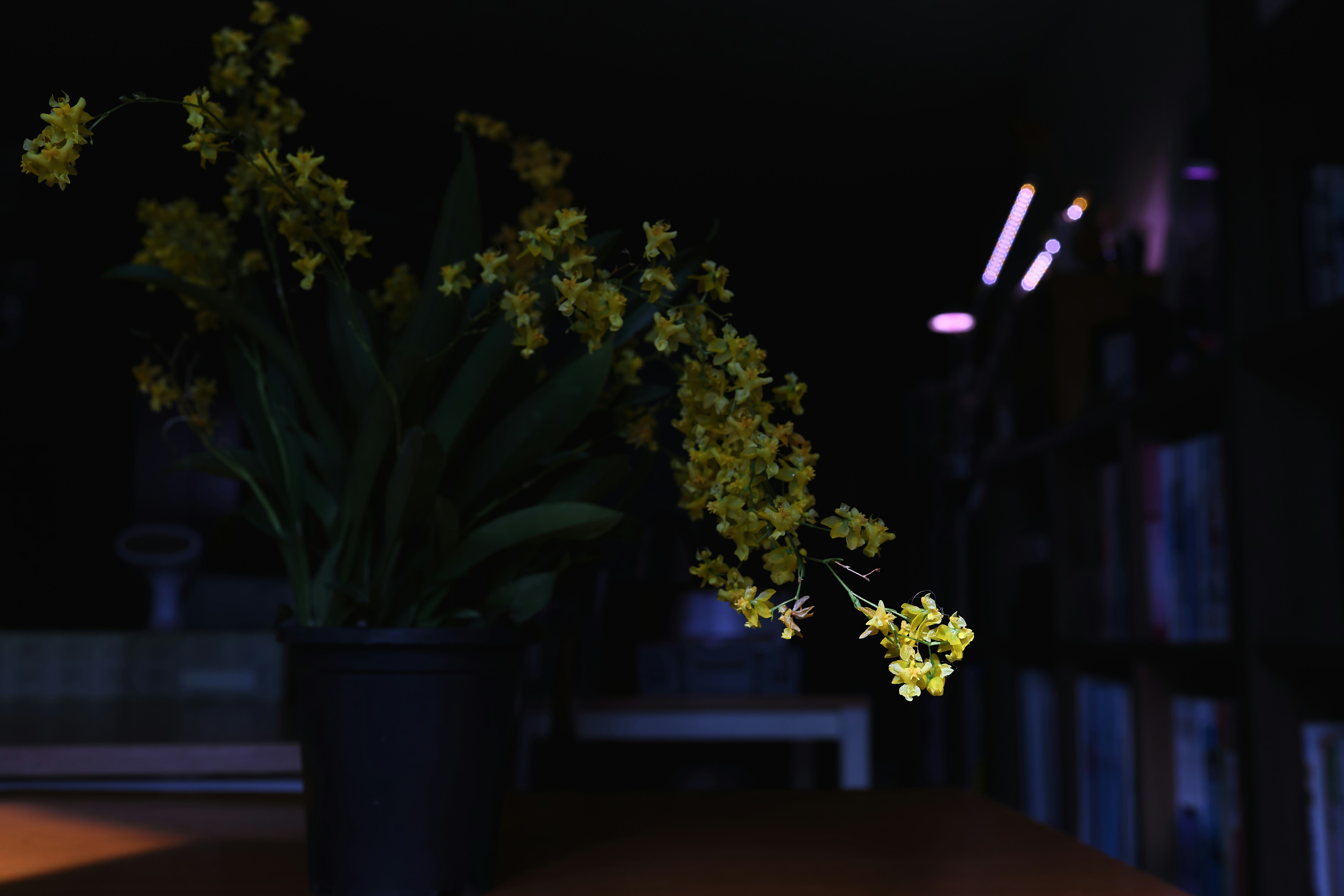 Yellow flowers in a dark room with bookshelves