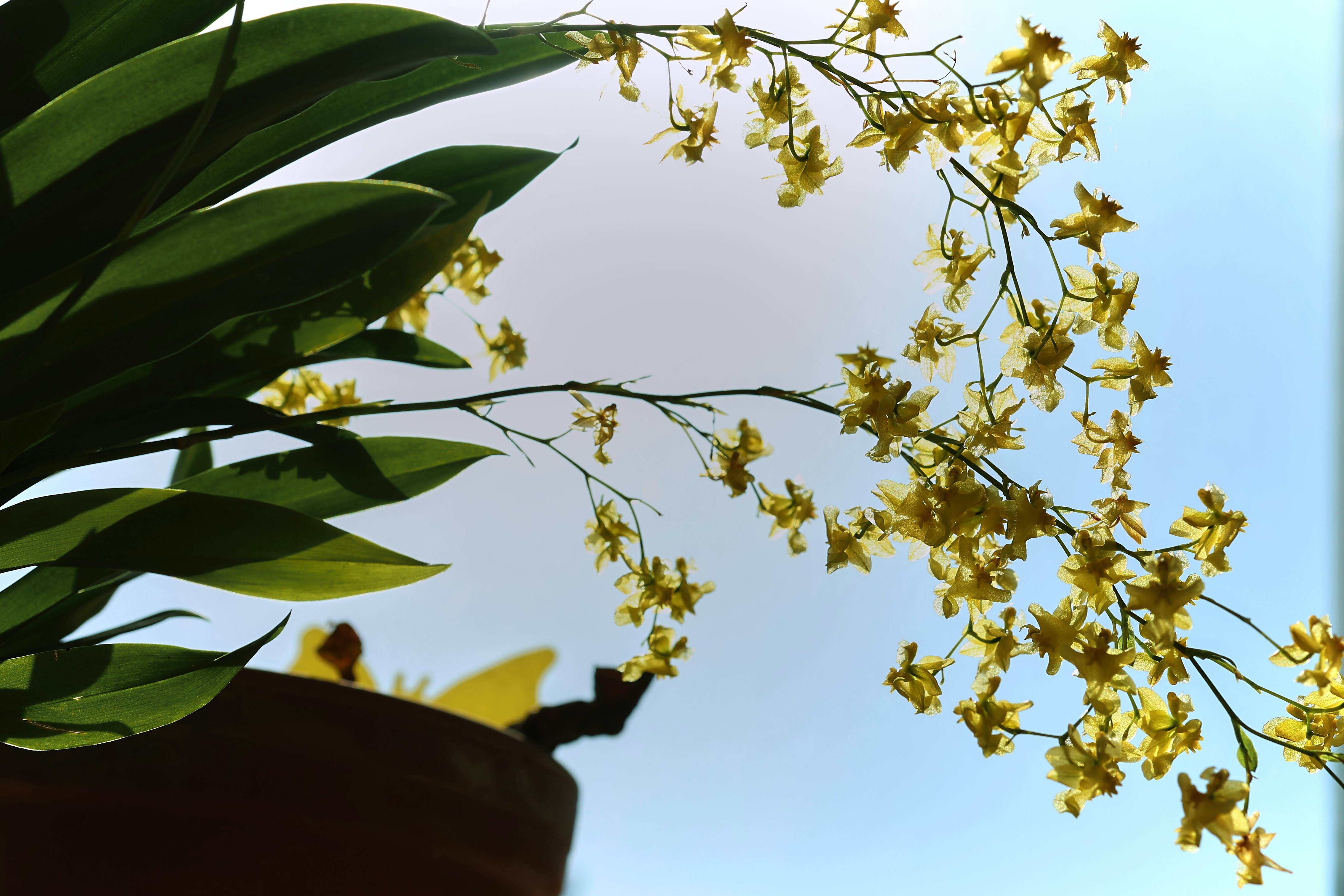 Delicate yellow flowers bloom on a branch against sky.