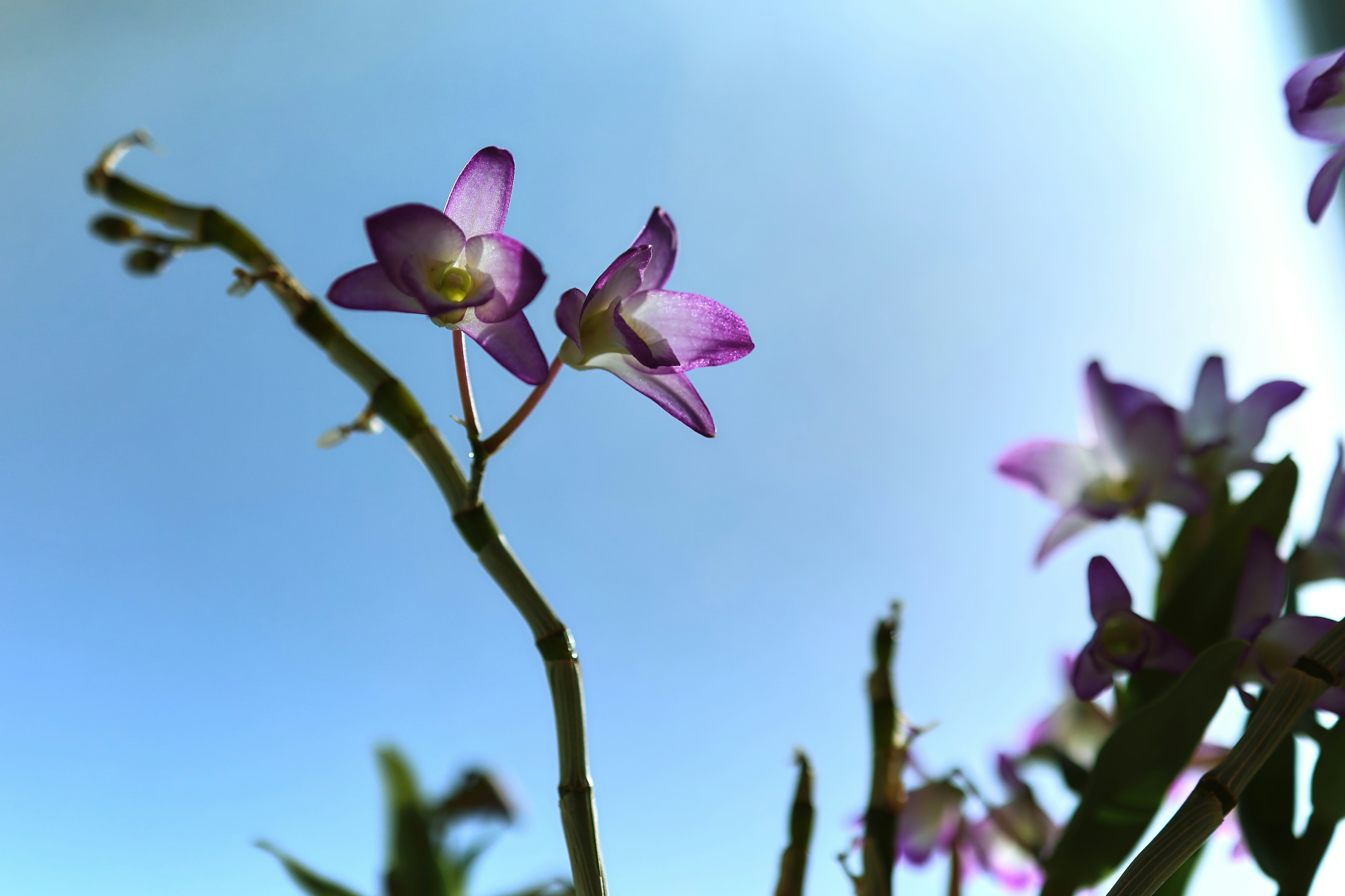 Delicate purple orchids bloom against a clear blue sky.