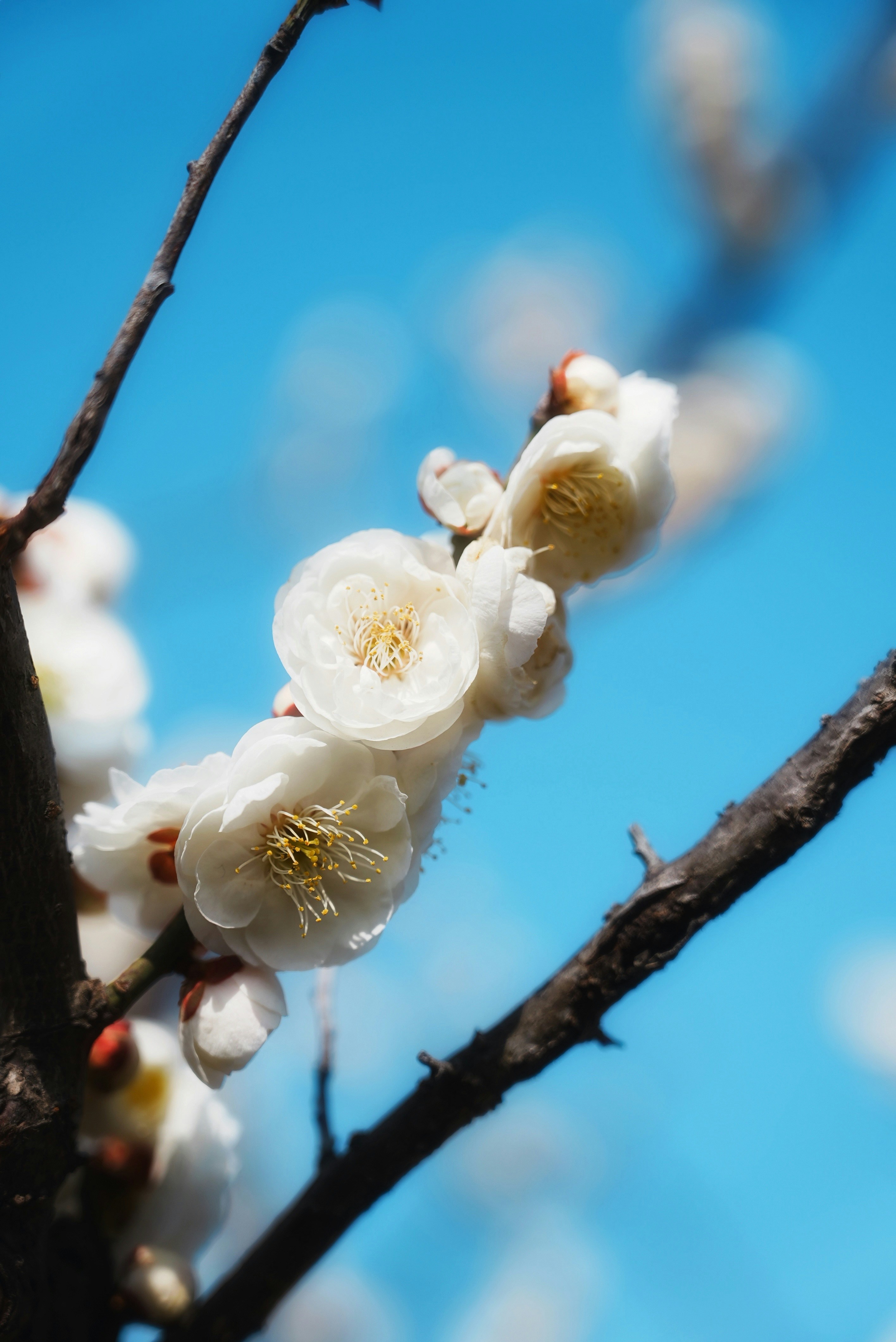 Bunga plum putih mekar di langit biru cerah.