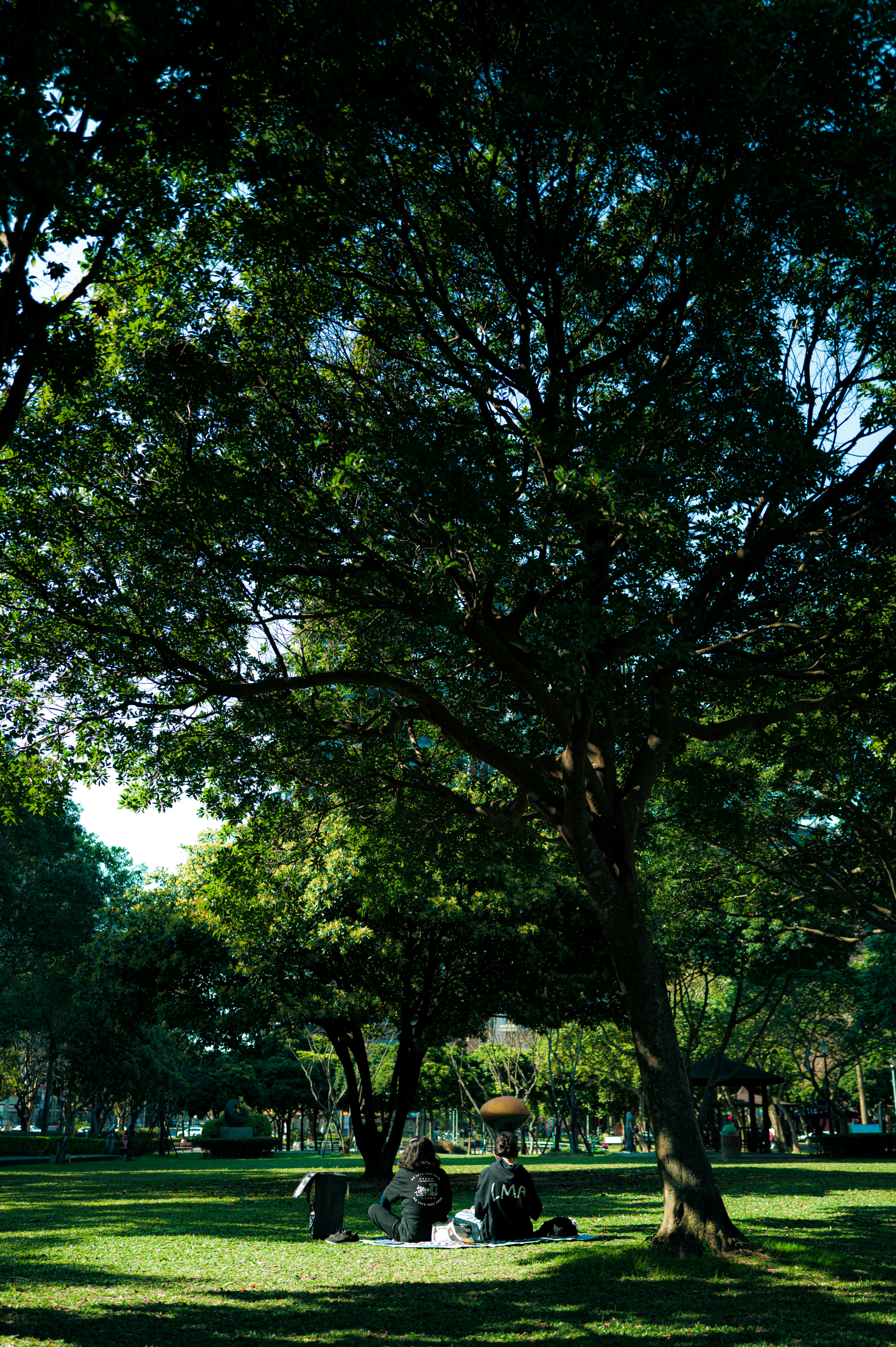 People relaxing under a large tree in a park.