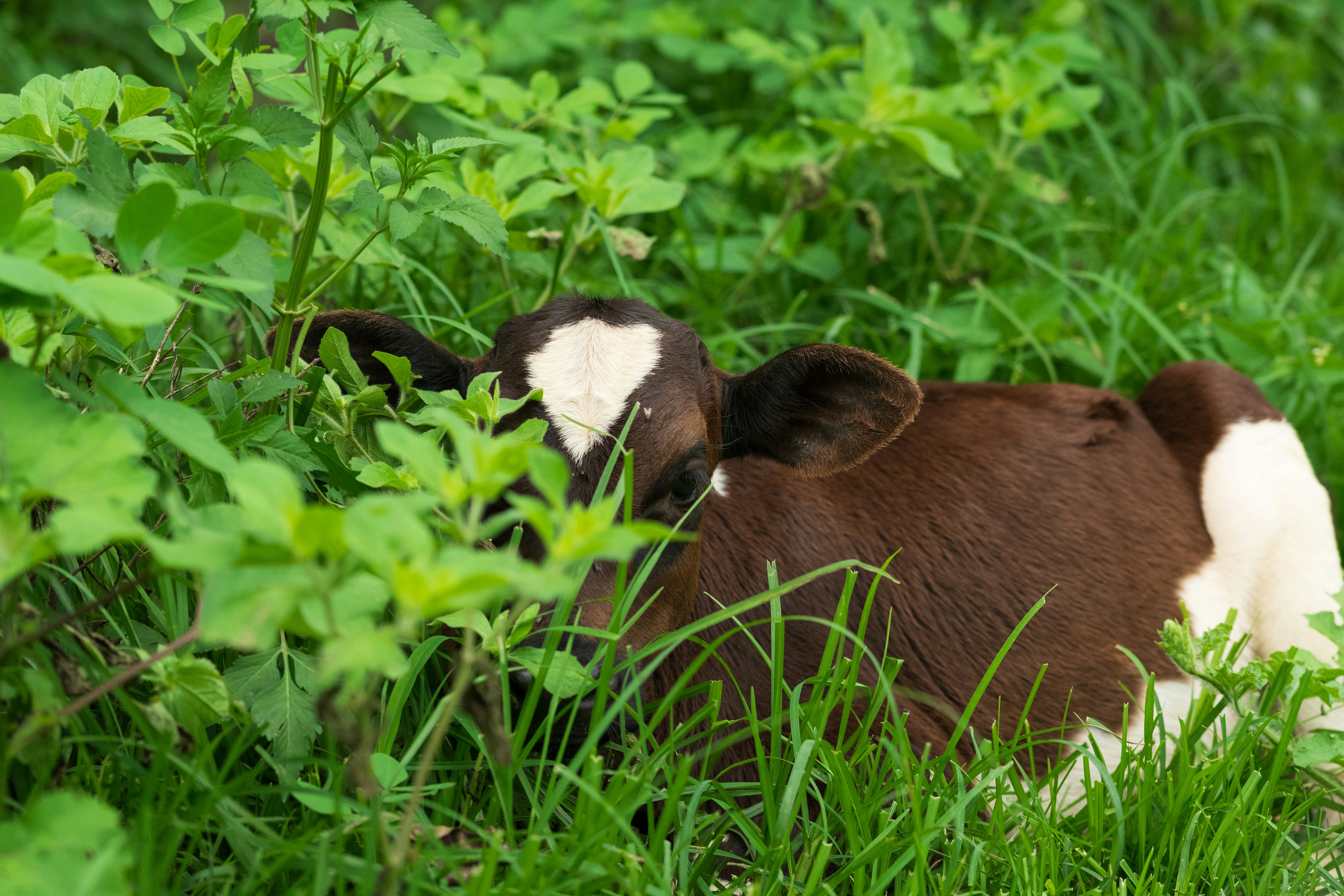 A brown and white calf rests in green grass.