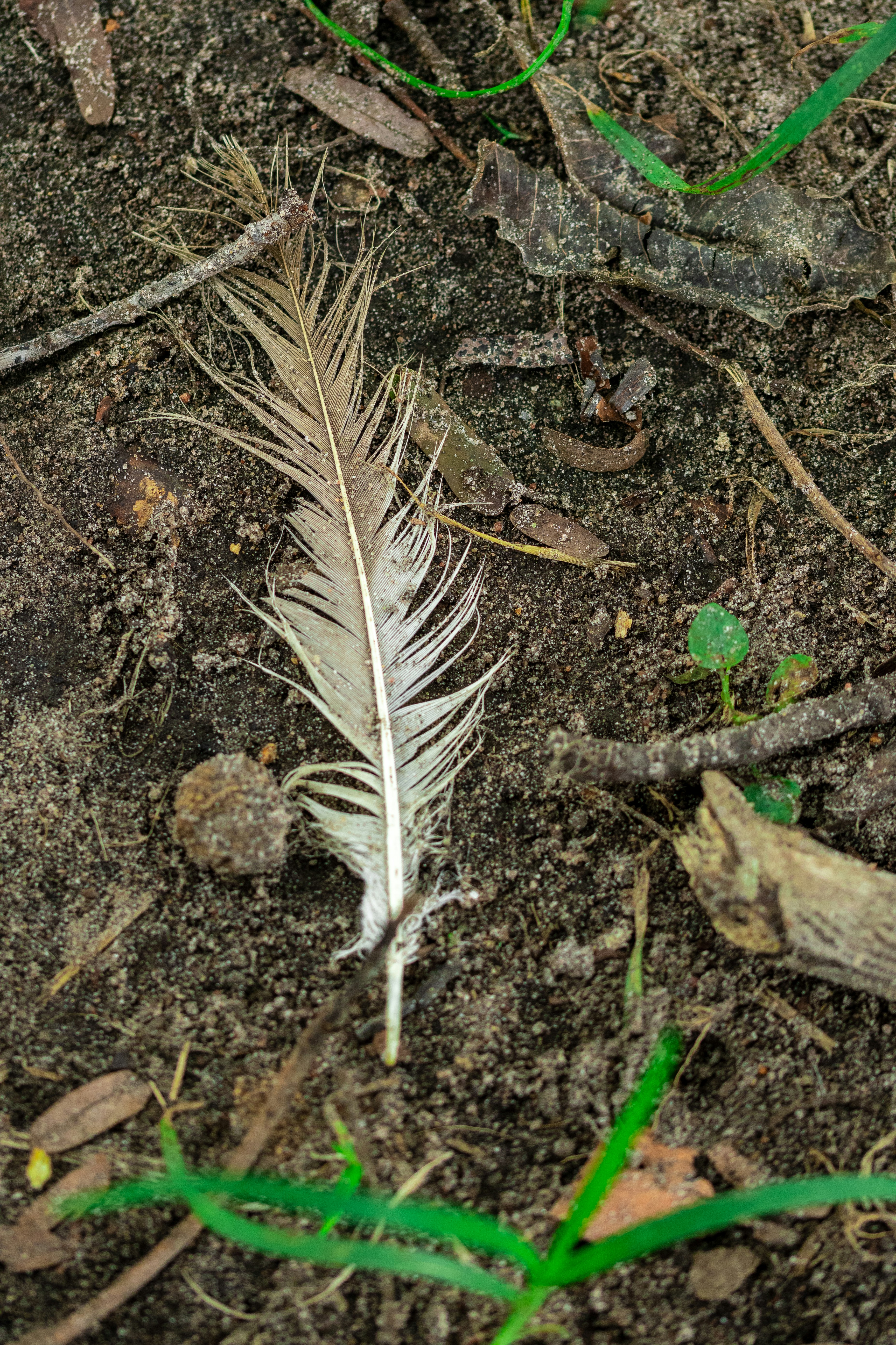 Eine einzelne Feder liegt auf dem Waldboden.
