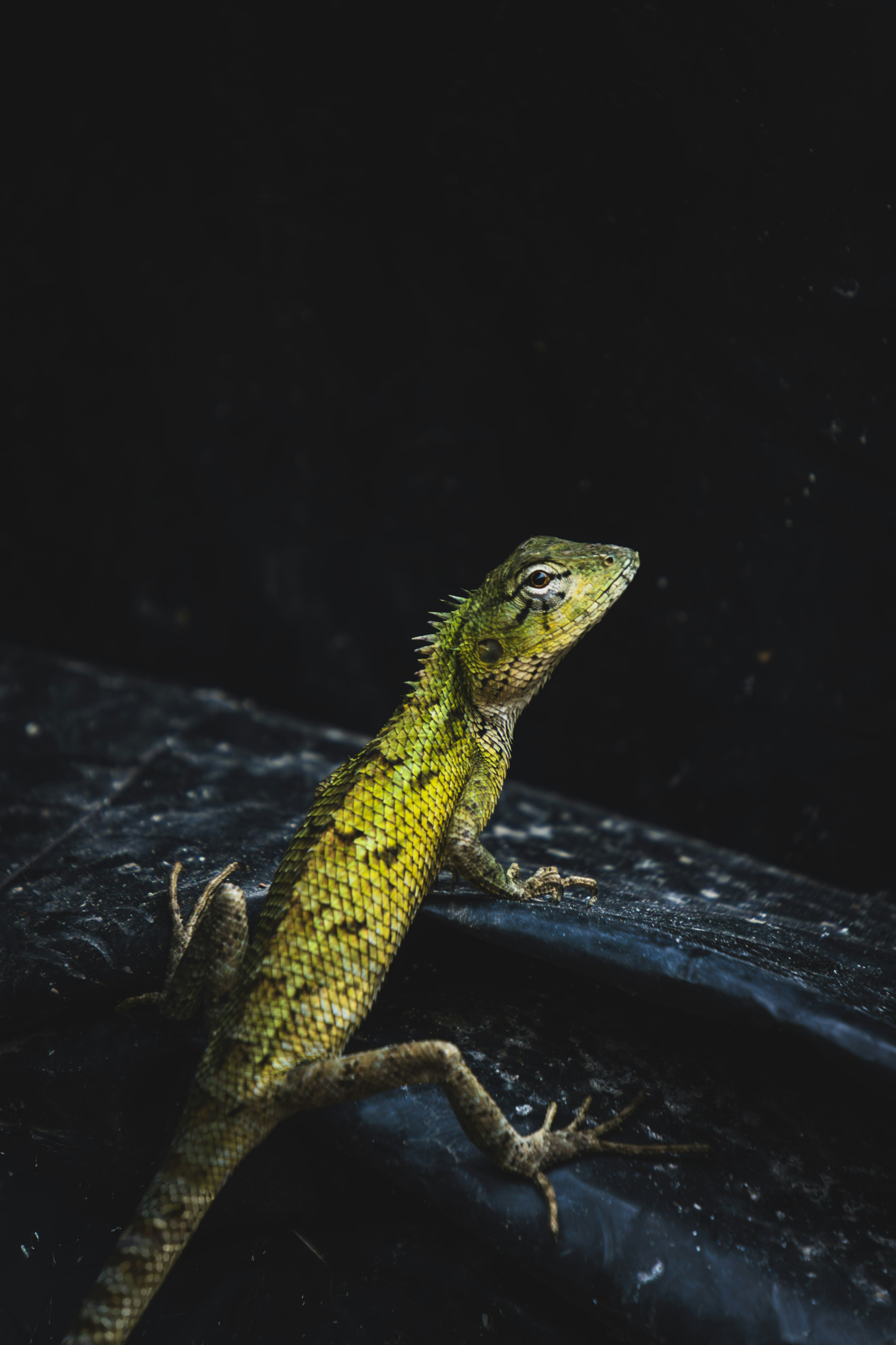 A green lizard with yellow markings on a dark background.