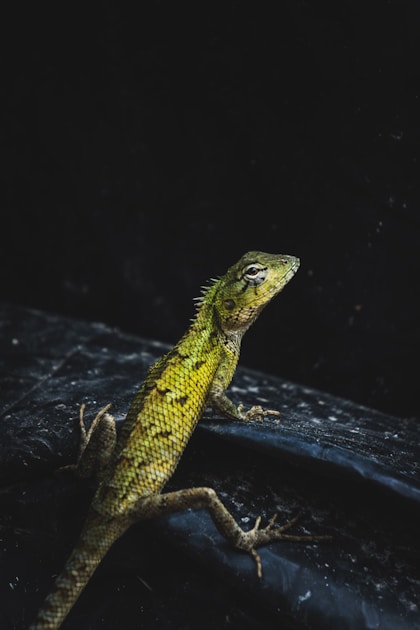 Dickfingergecko pflege terrarium einsteiger — step-by-step visual example
