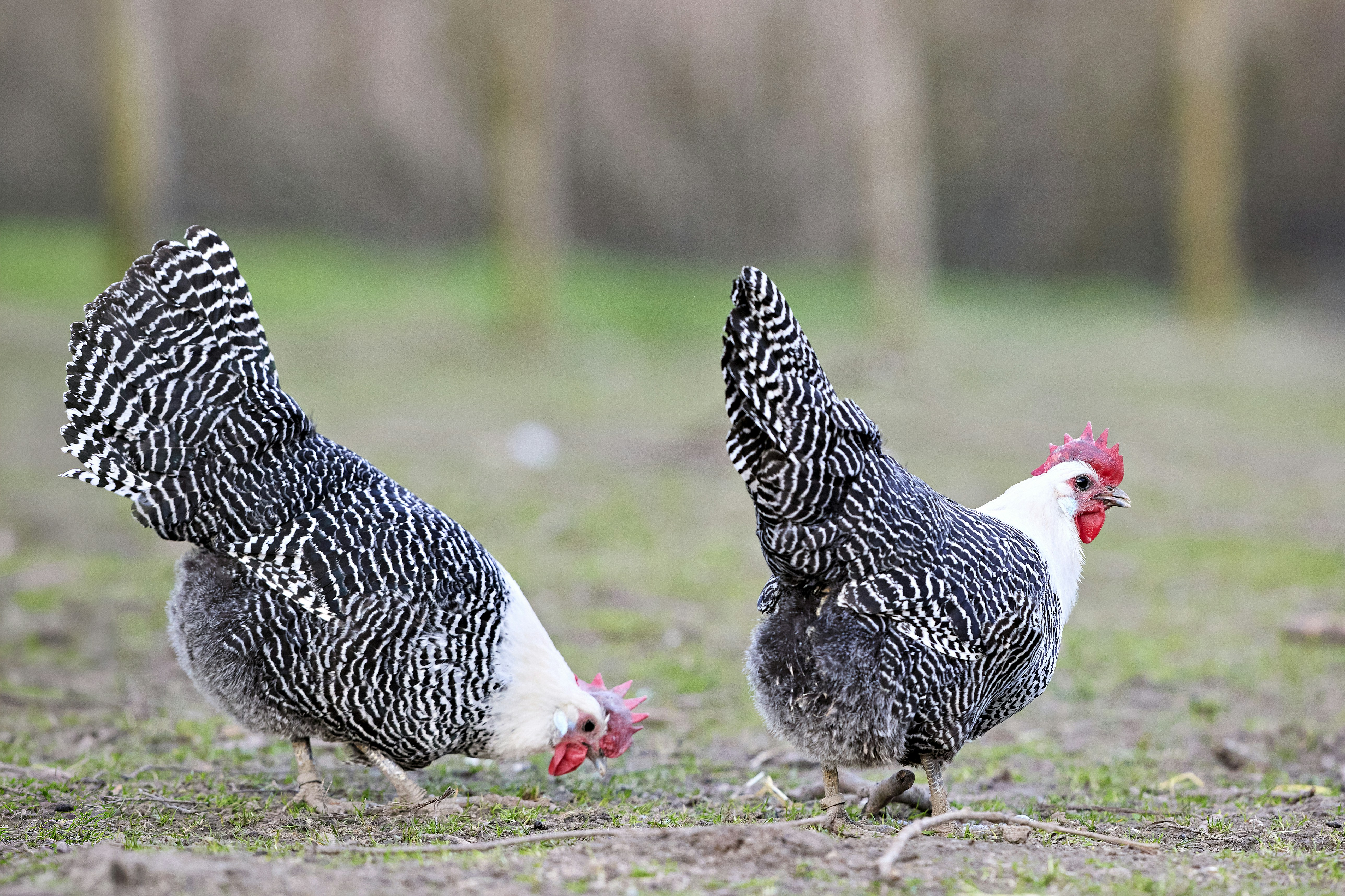 Photo by erwinbosman