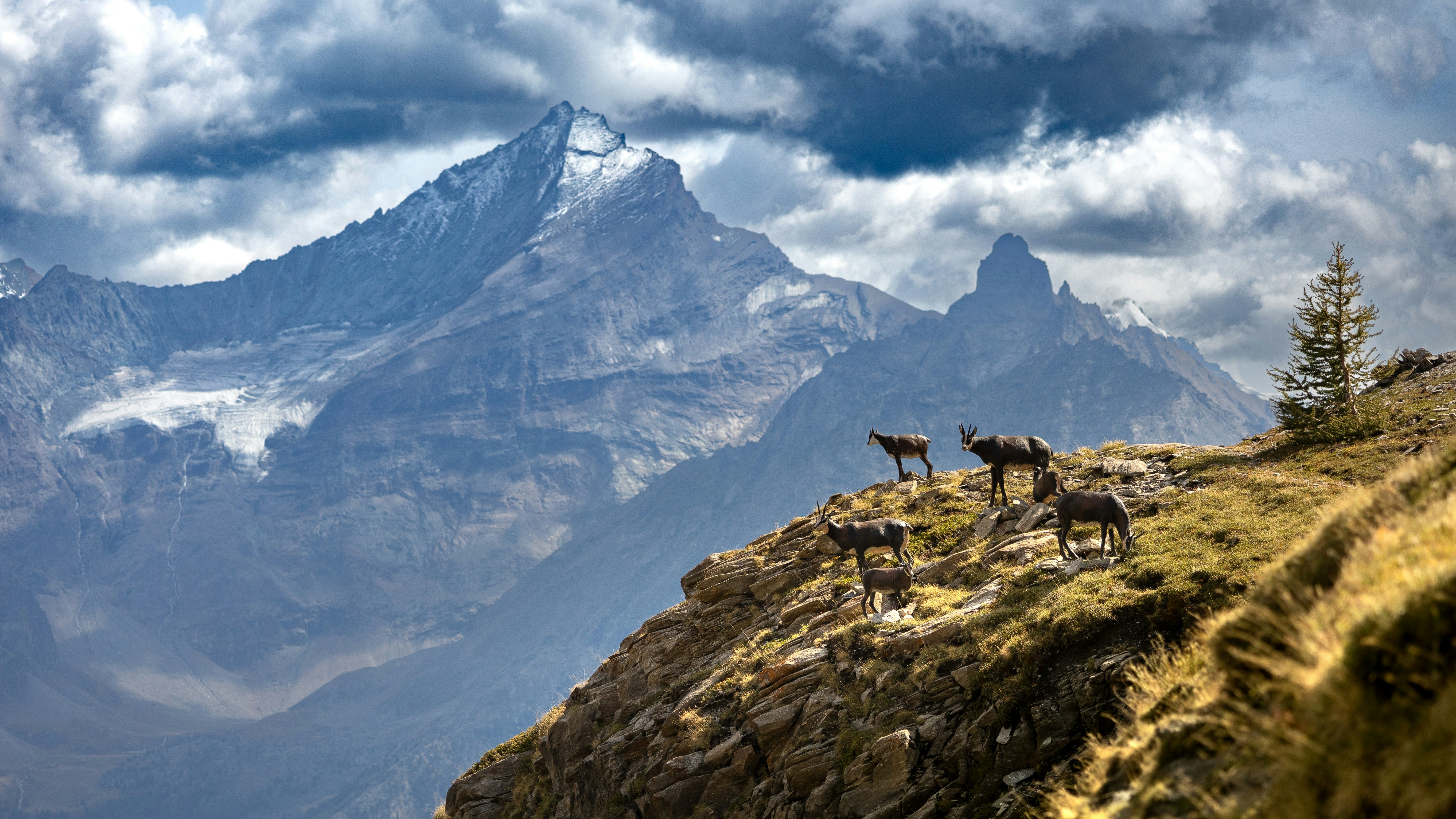 Mountain goats stand on a rocky cliff edge.