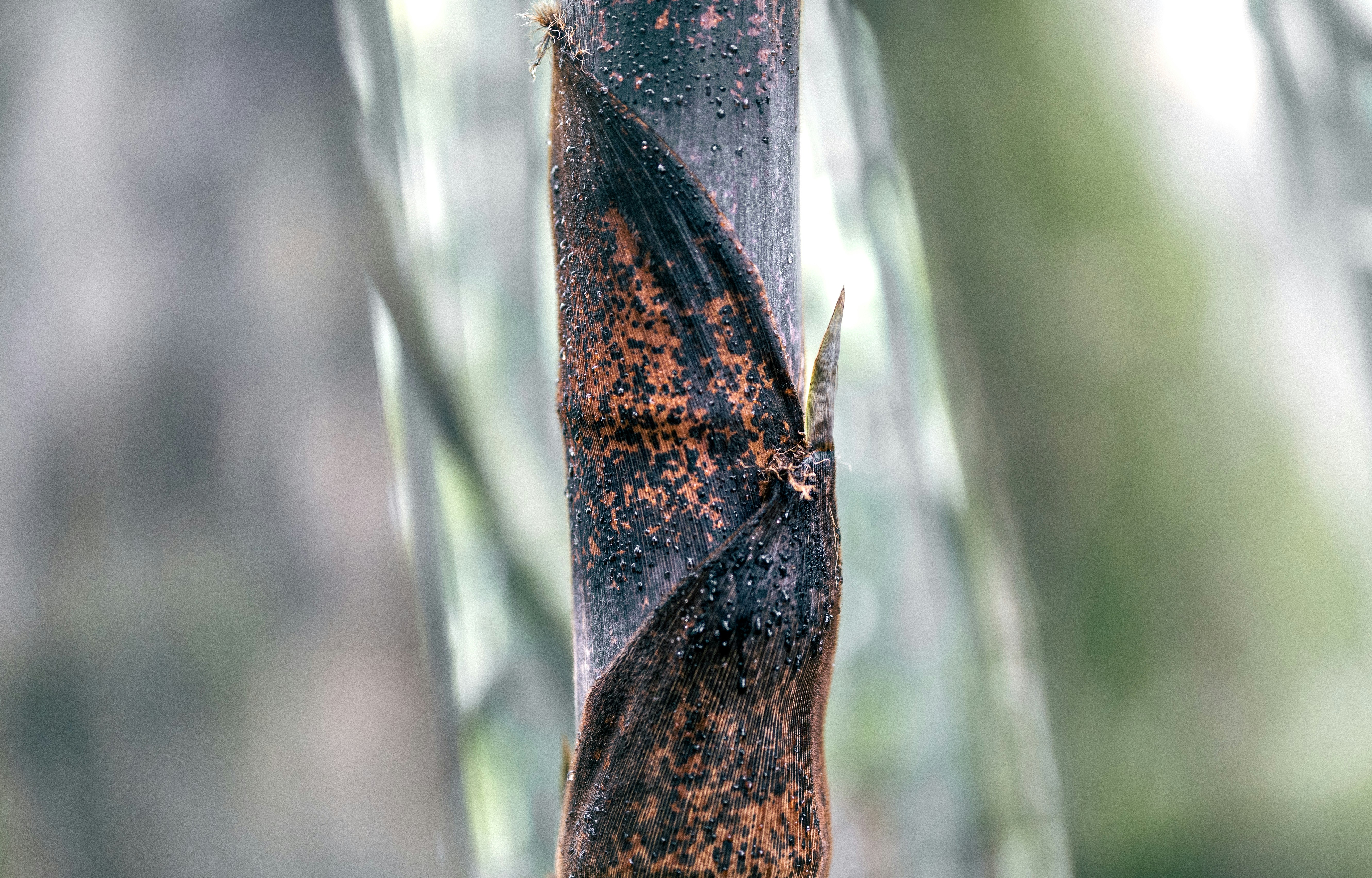 Photo by marekpiwnicki