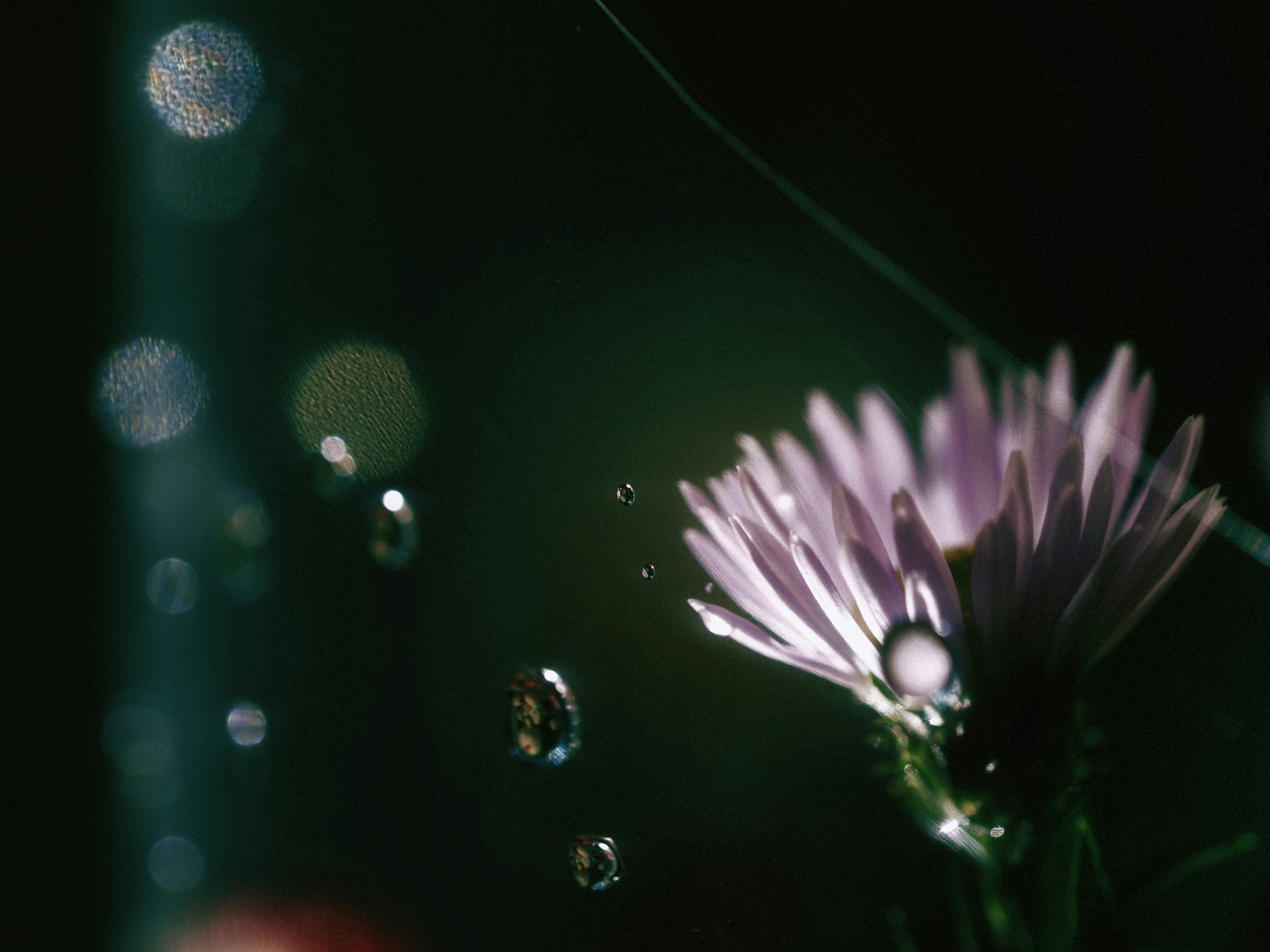 Photo by liliantruong2603