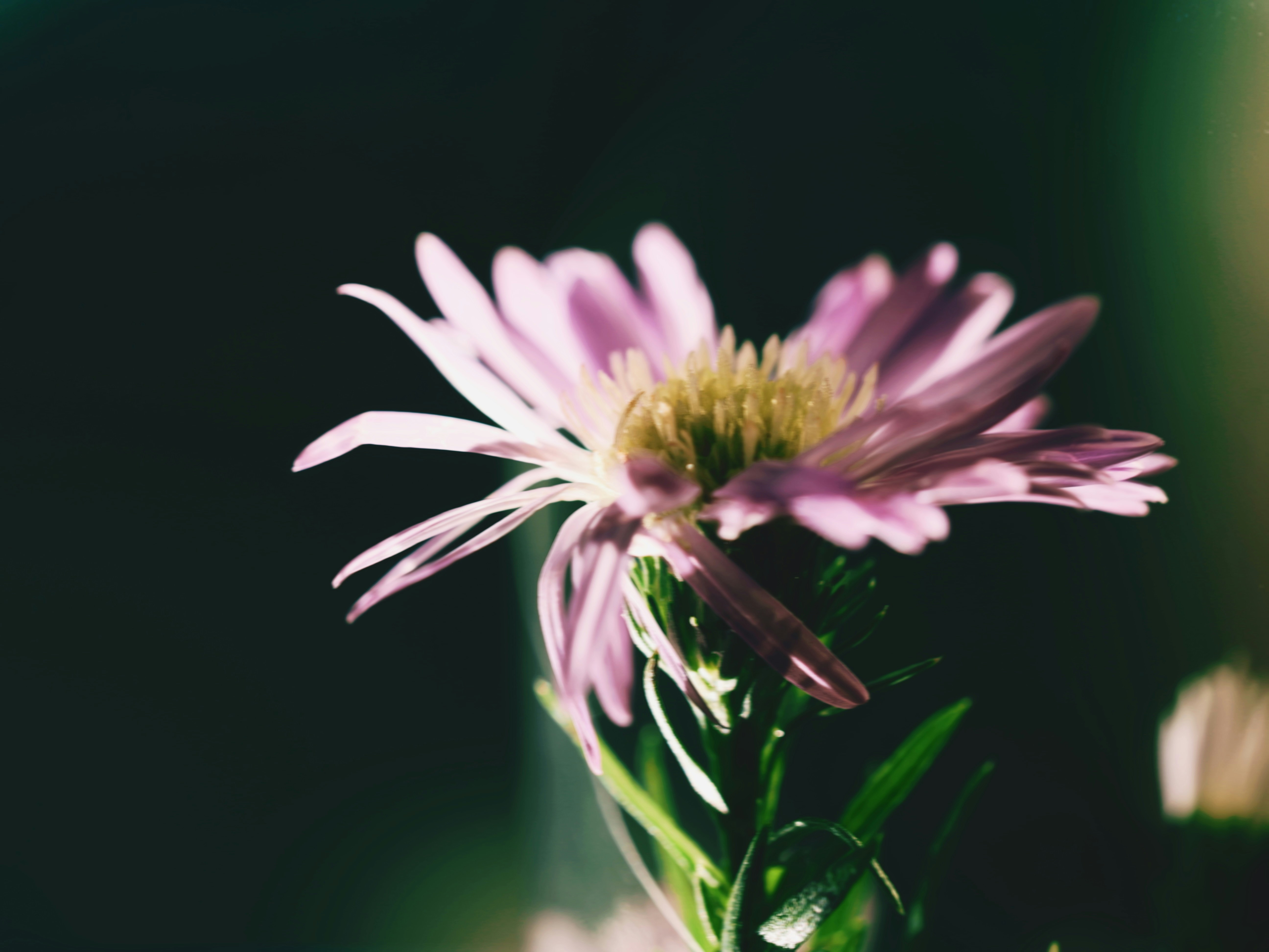 Photo by liliantruong2603