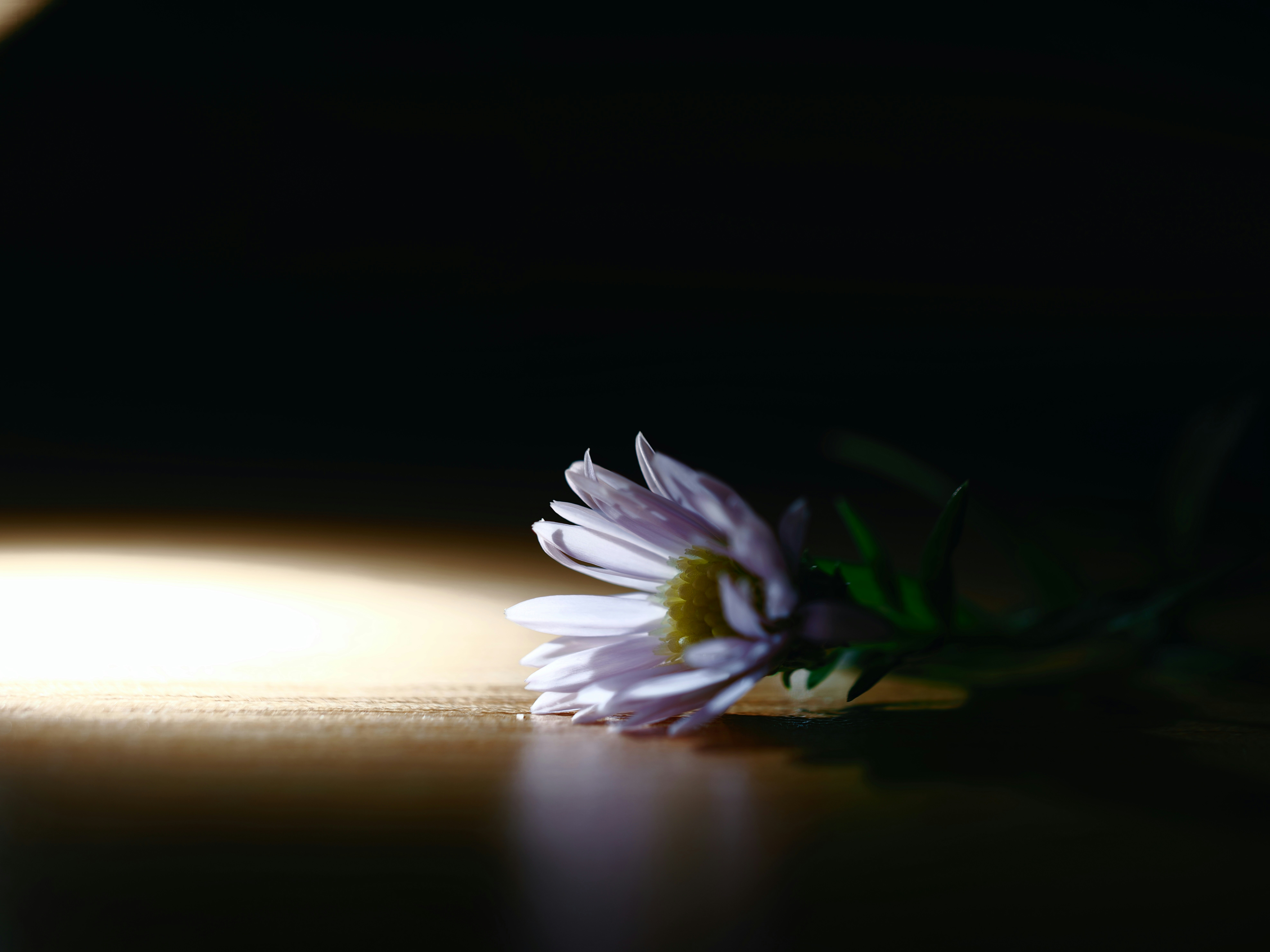 A single light purple aster flower on a surface.