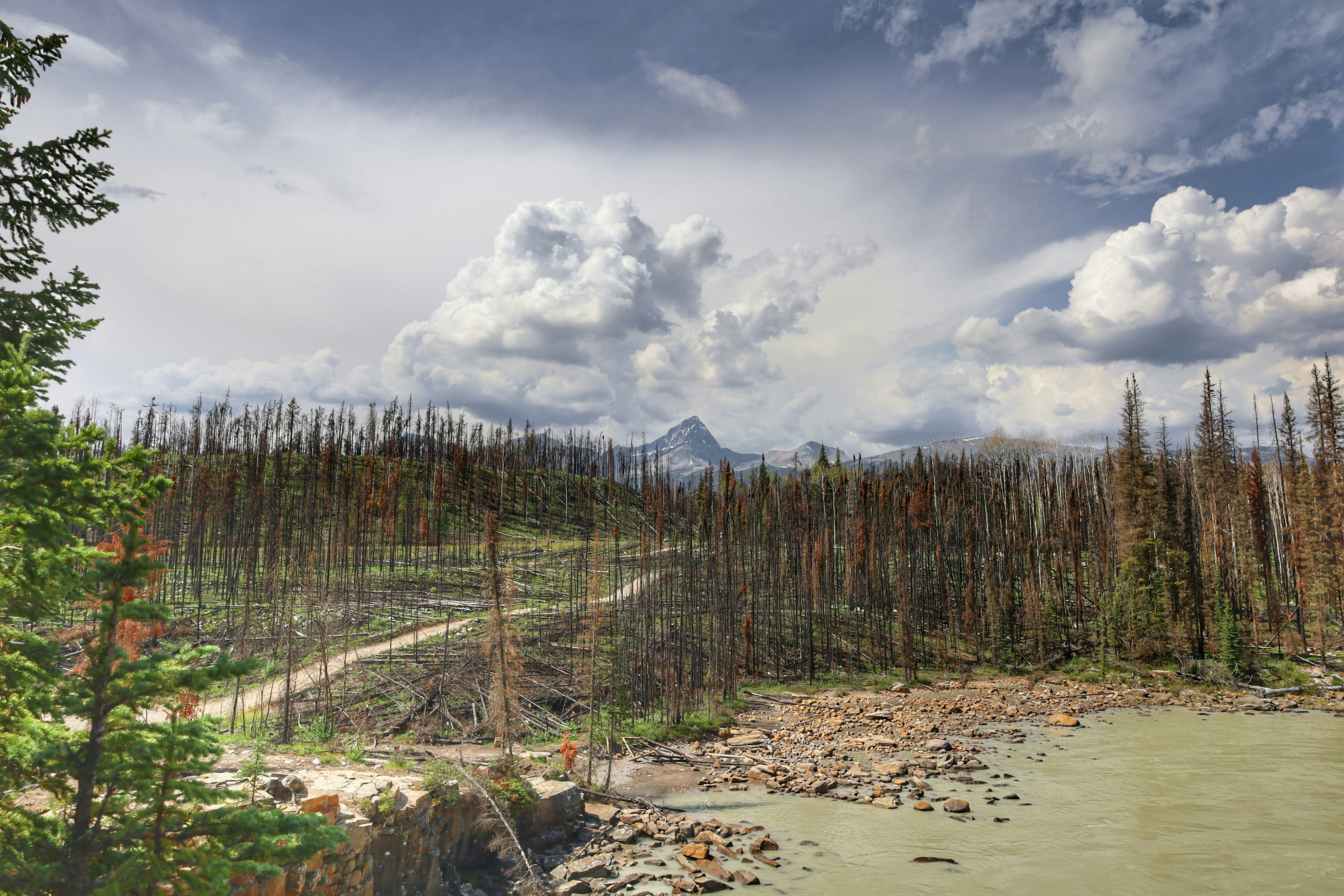 A mountain peak emerges from stormy clouds over a forest.