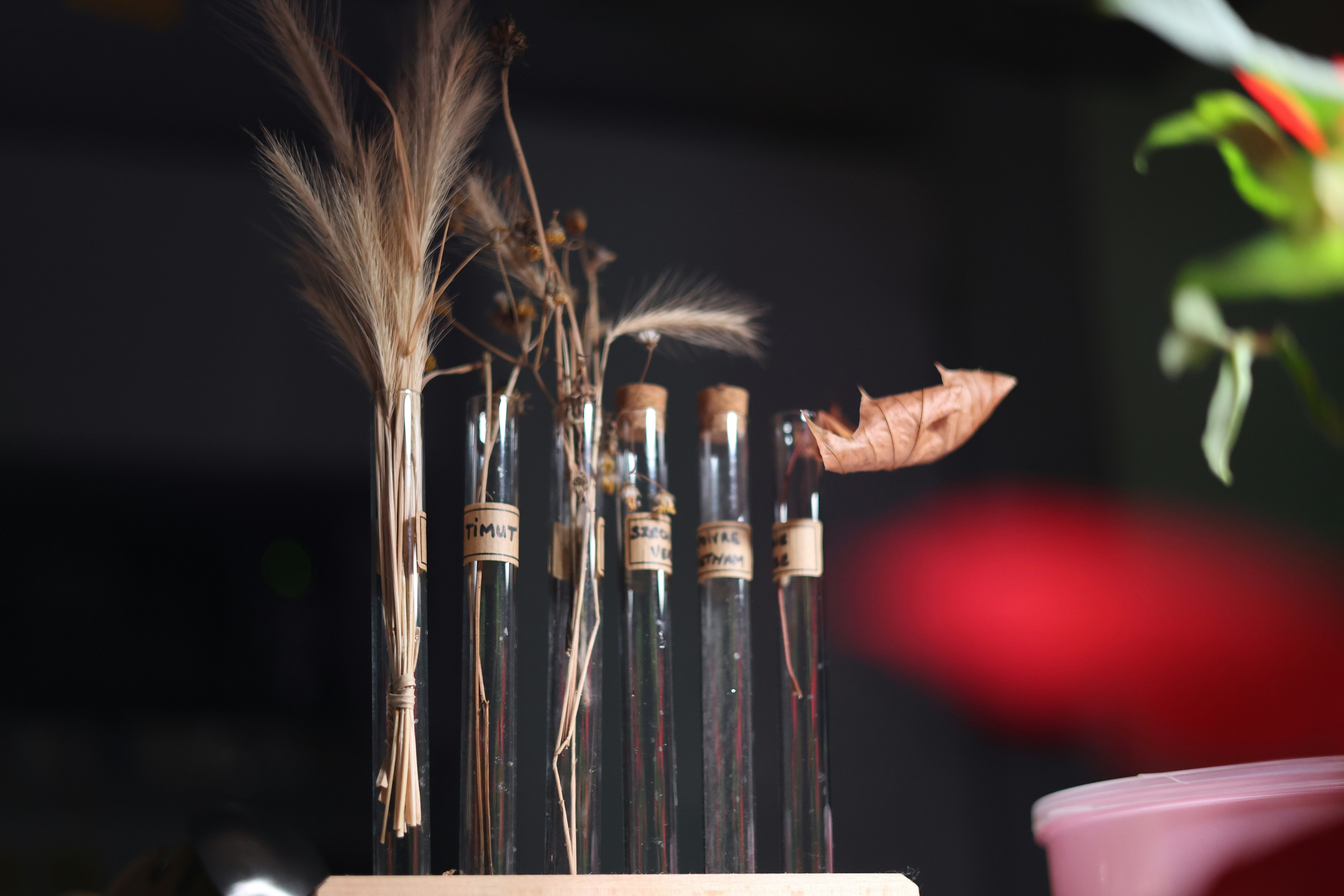 Dried plants in test tubes on a wooden stand.