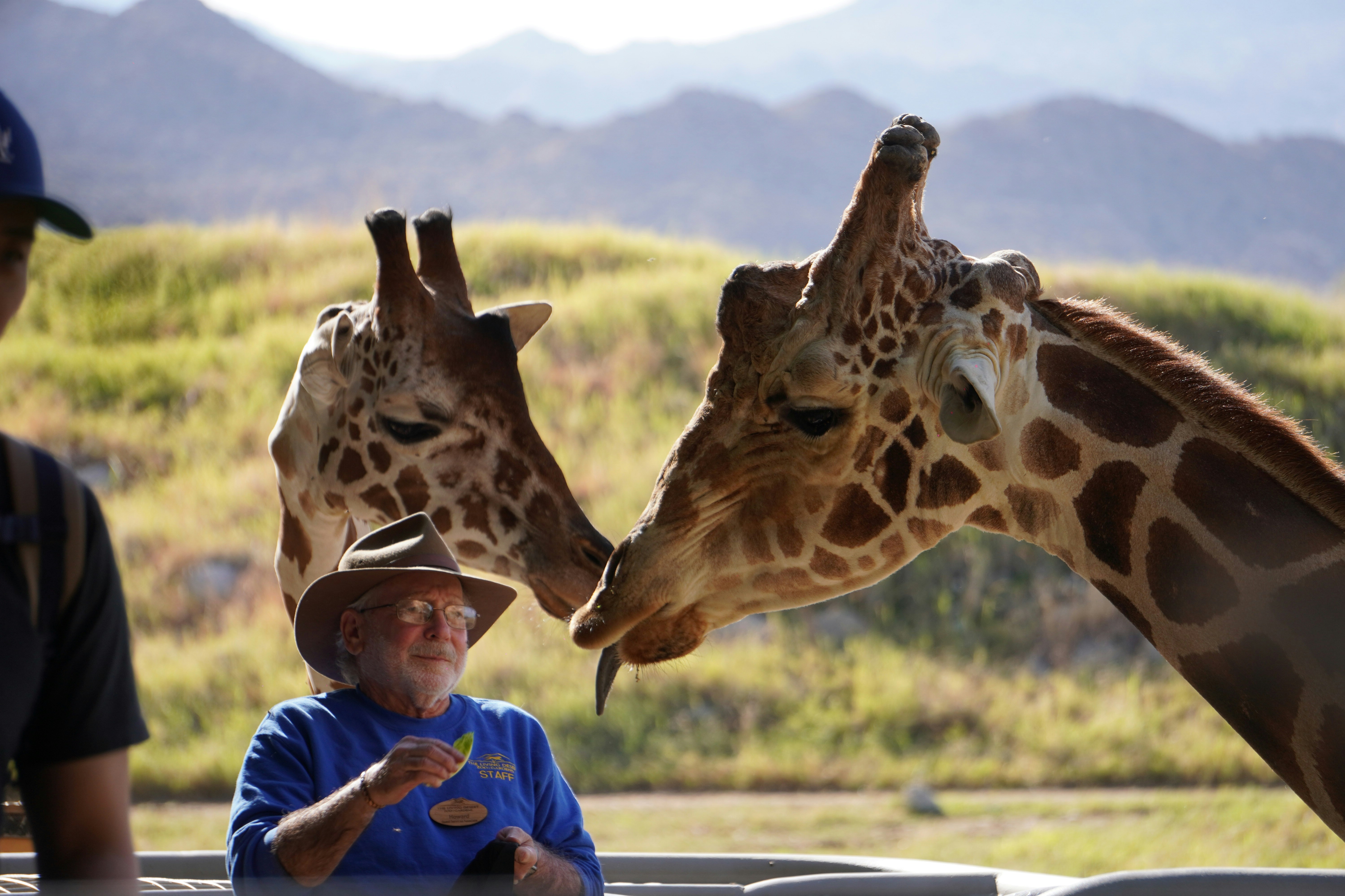 Two giraffes nuzzle a person feeding them