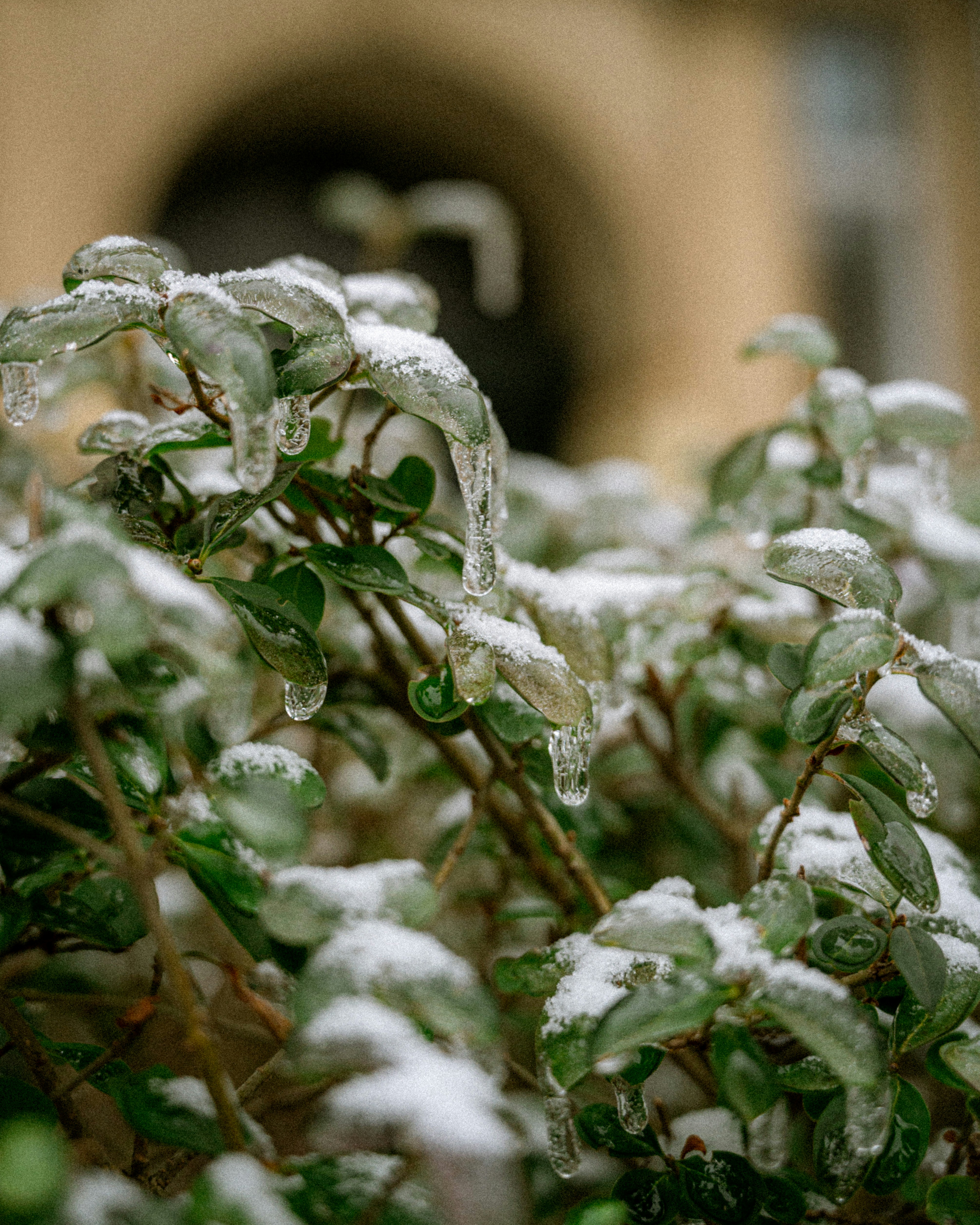 Green leaves covered in snow and ice.