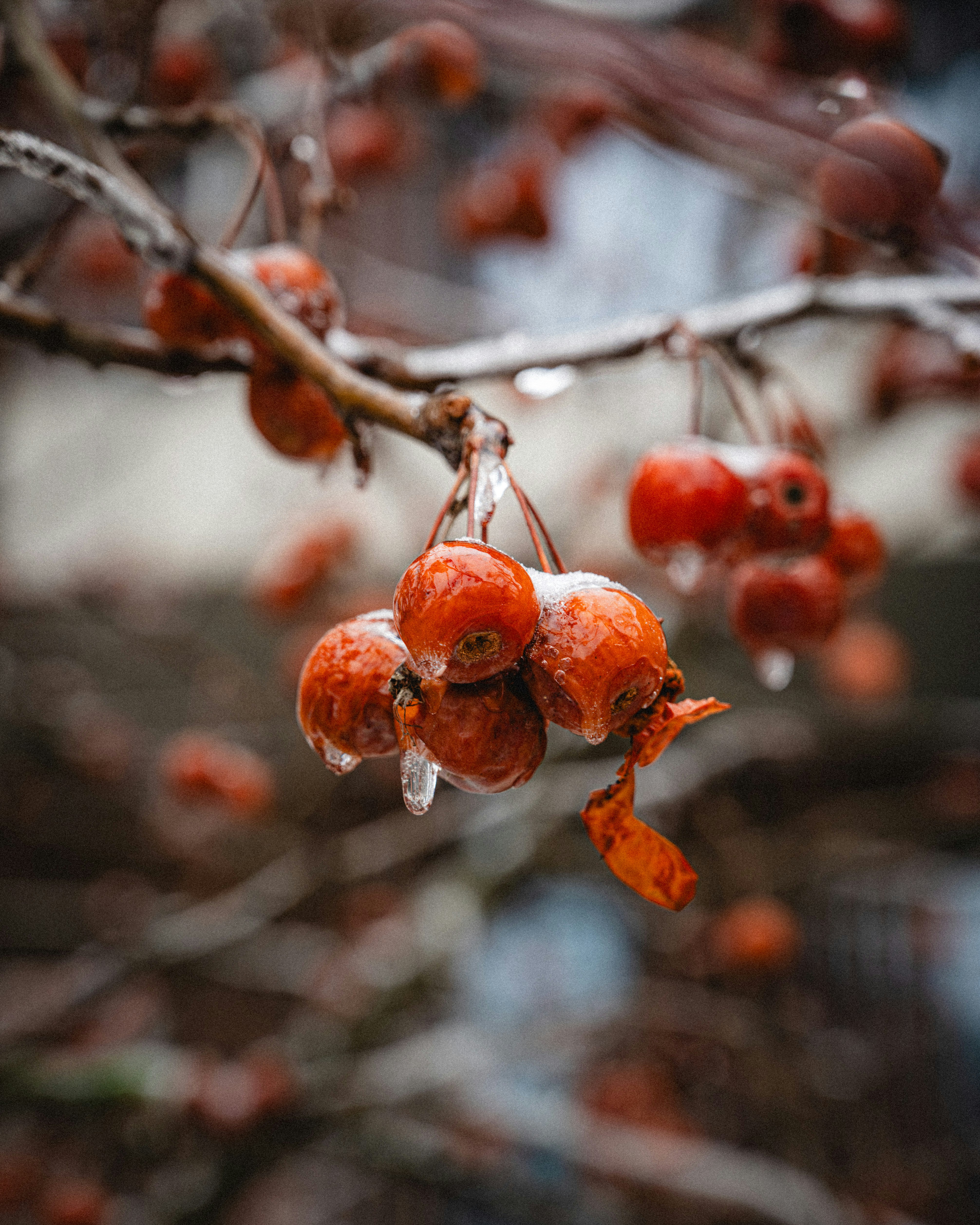 Frozen red berries on a branch in winter