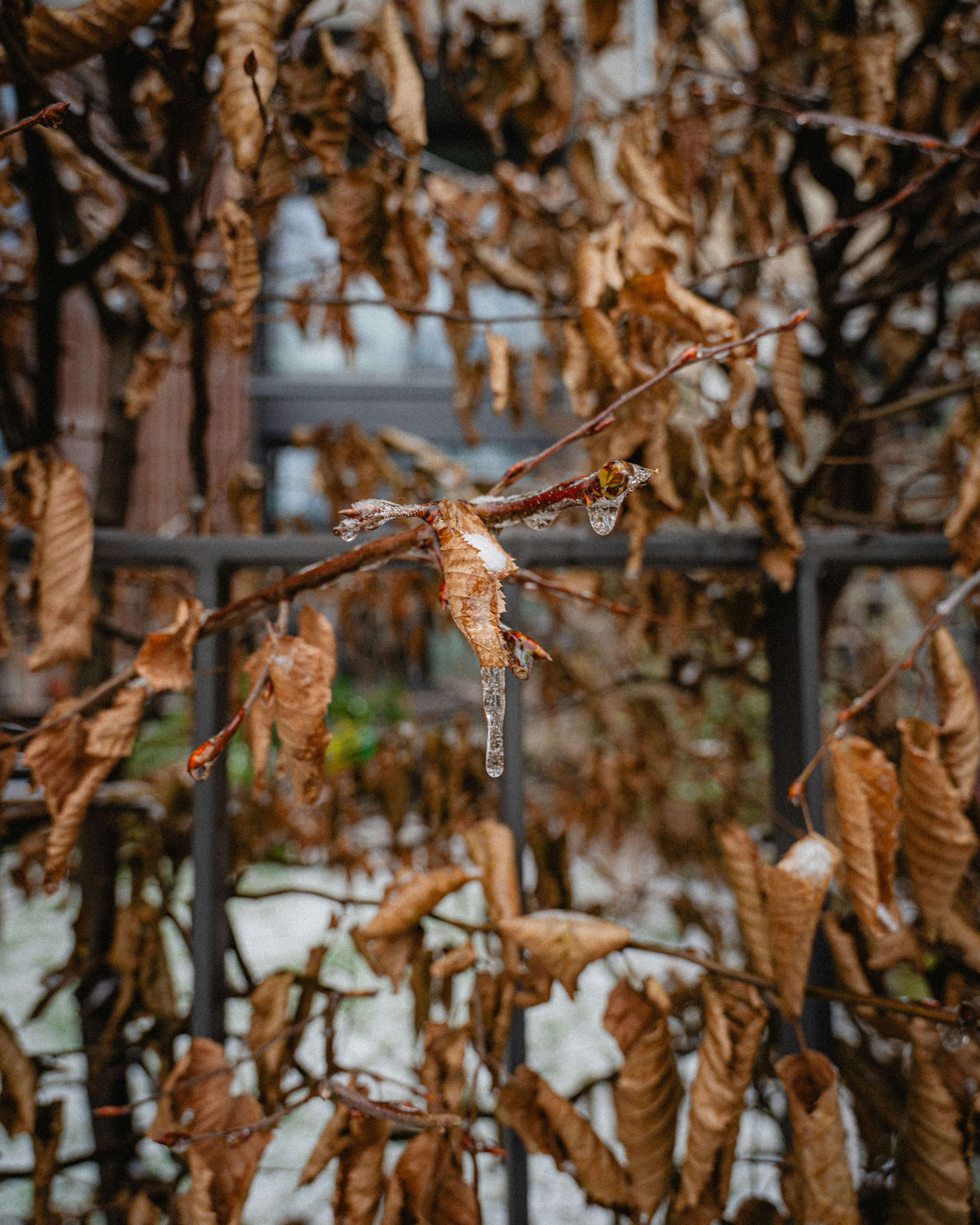 Brown dead leaves on branches with ice in winter