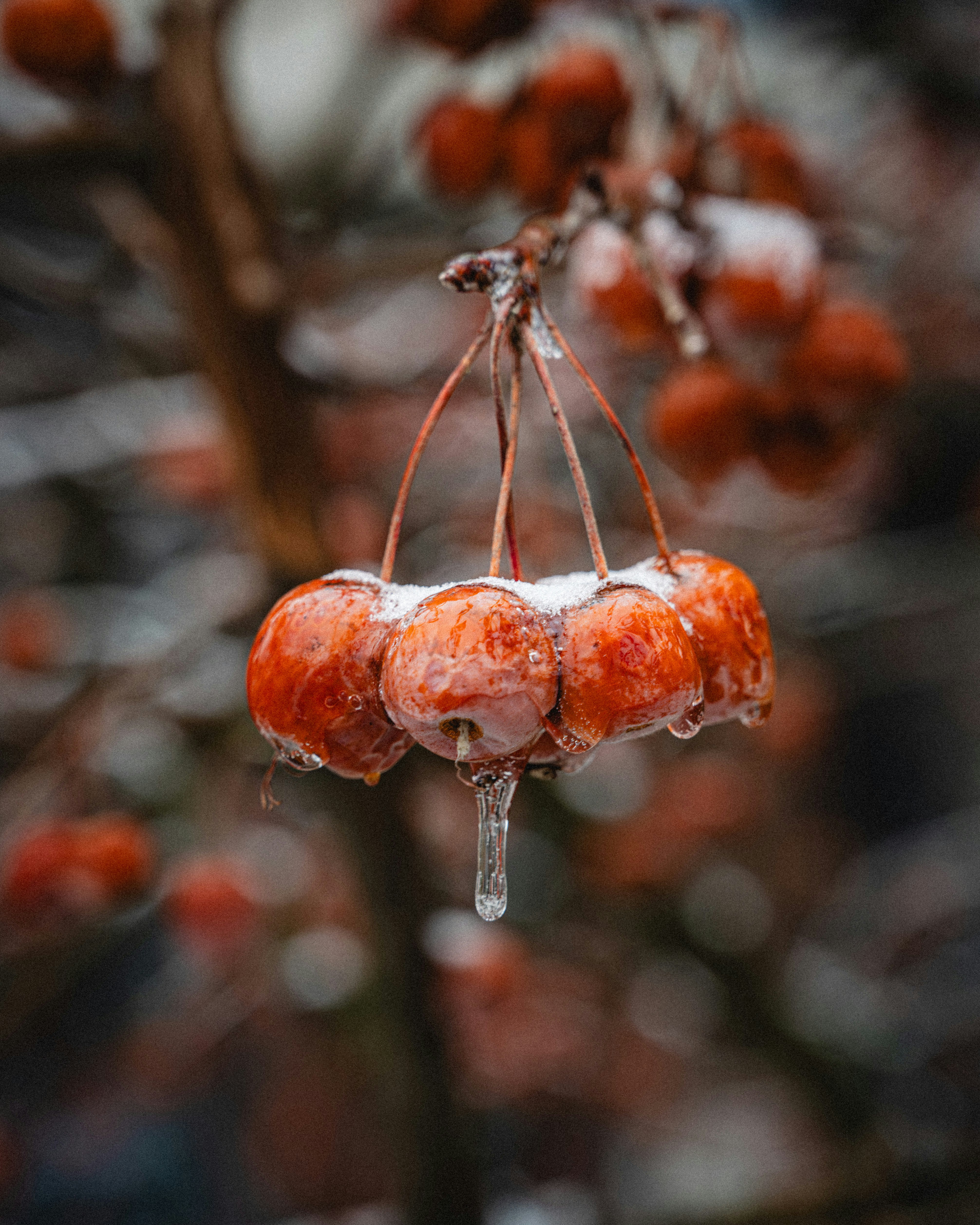 Bayas congeladas cubiertas de hielo y nieve