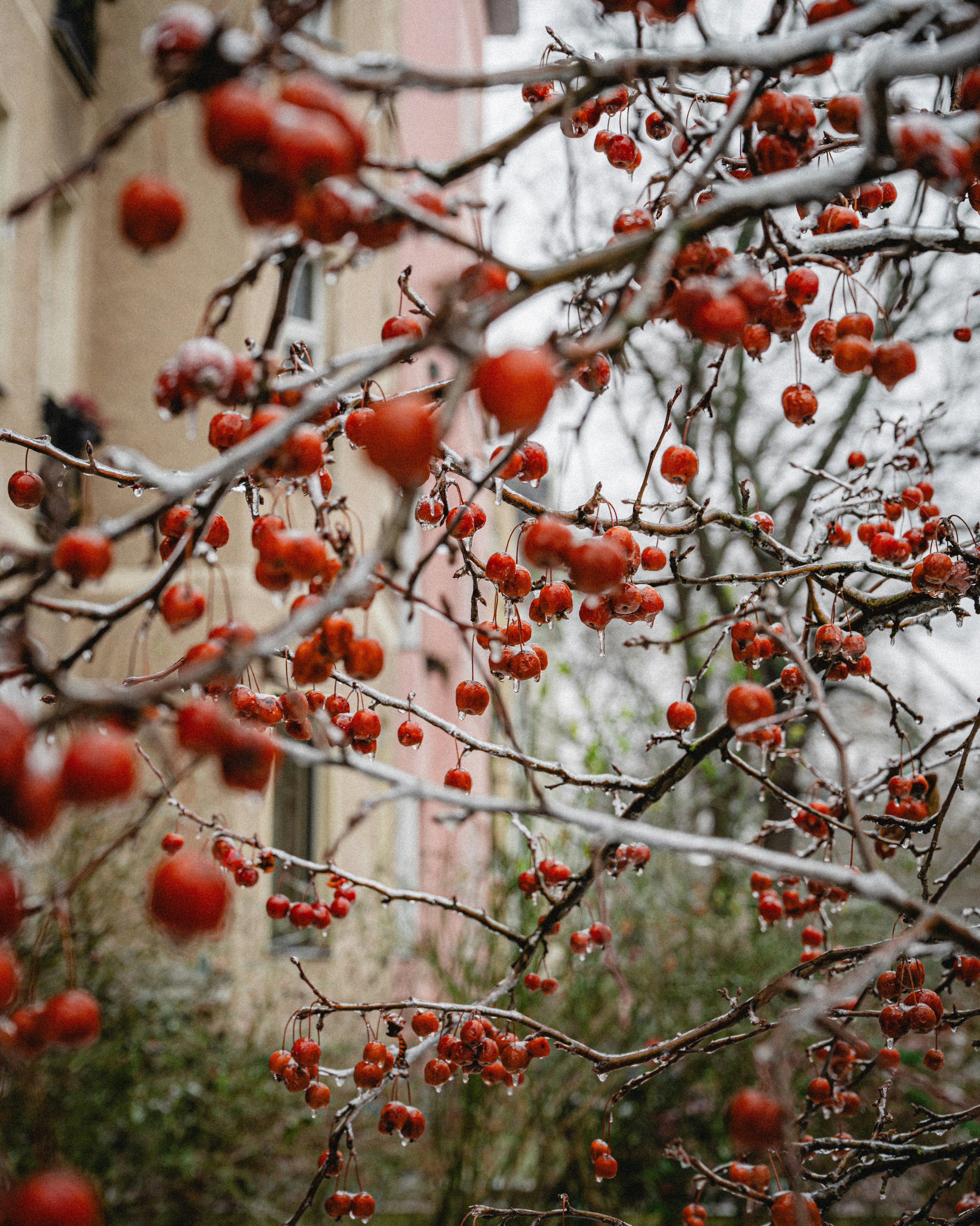 Red berries on a snow-covered tree branch.