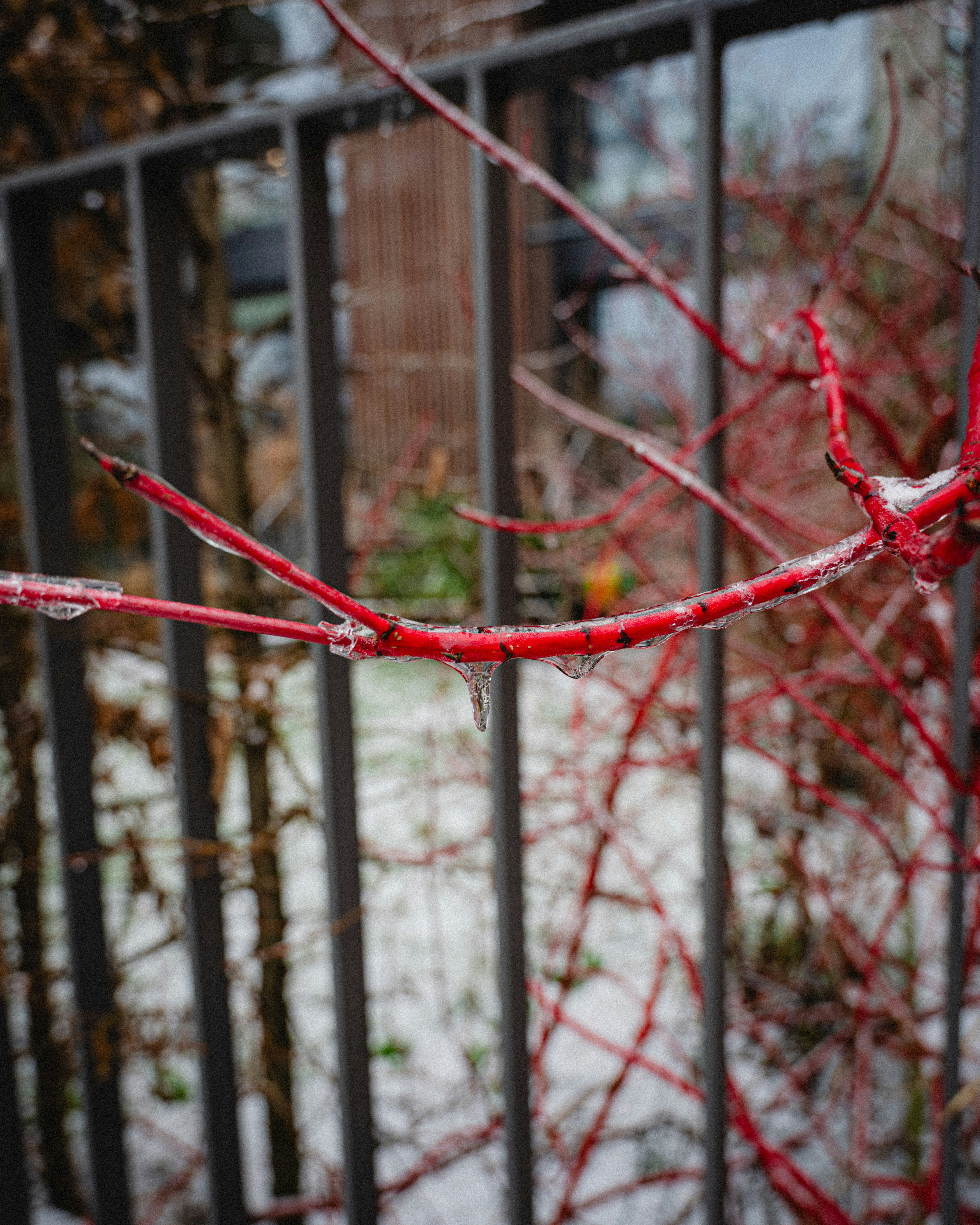 Red branches covered in ice with snow in background