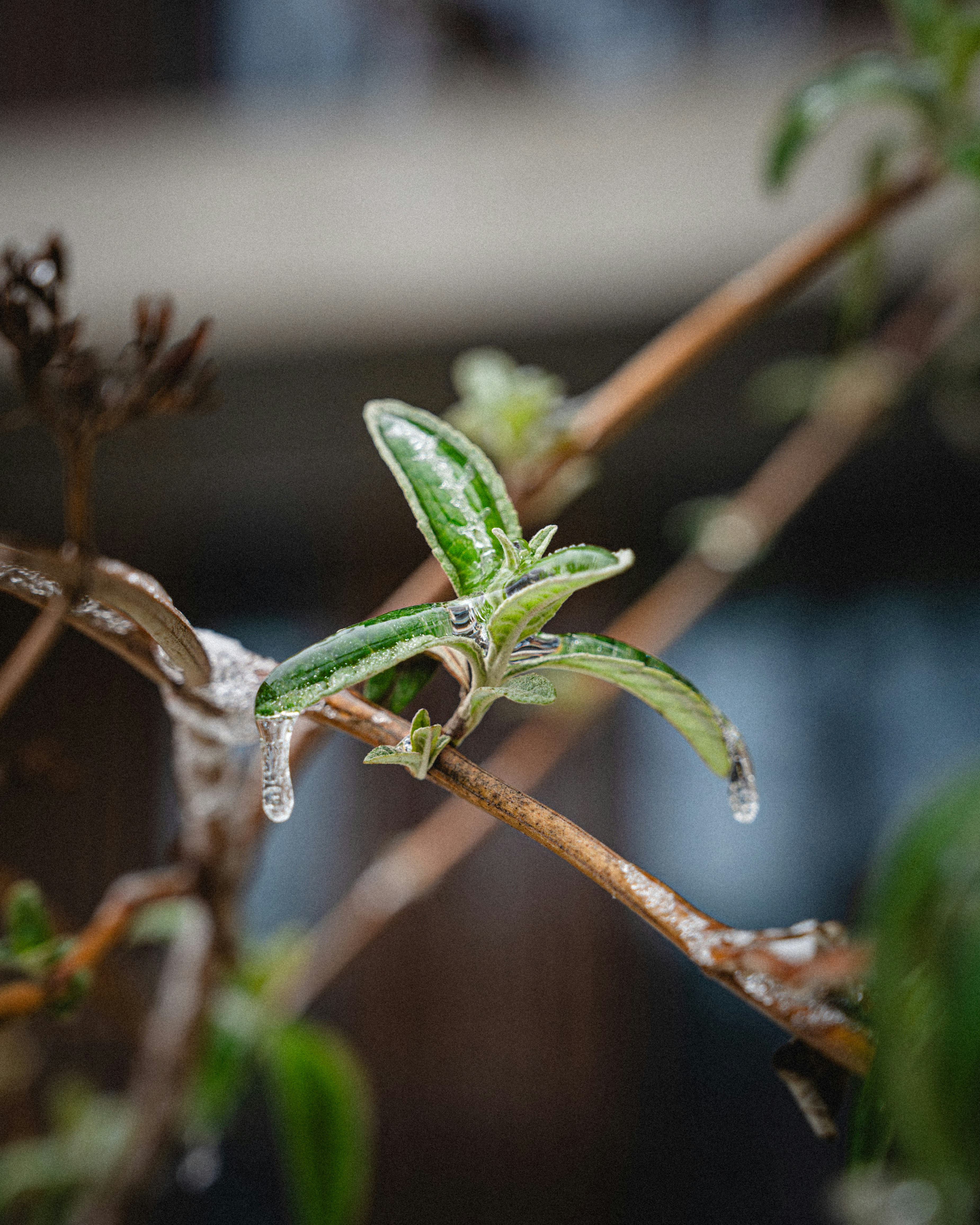 Green leaves covered in ice on a branch